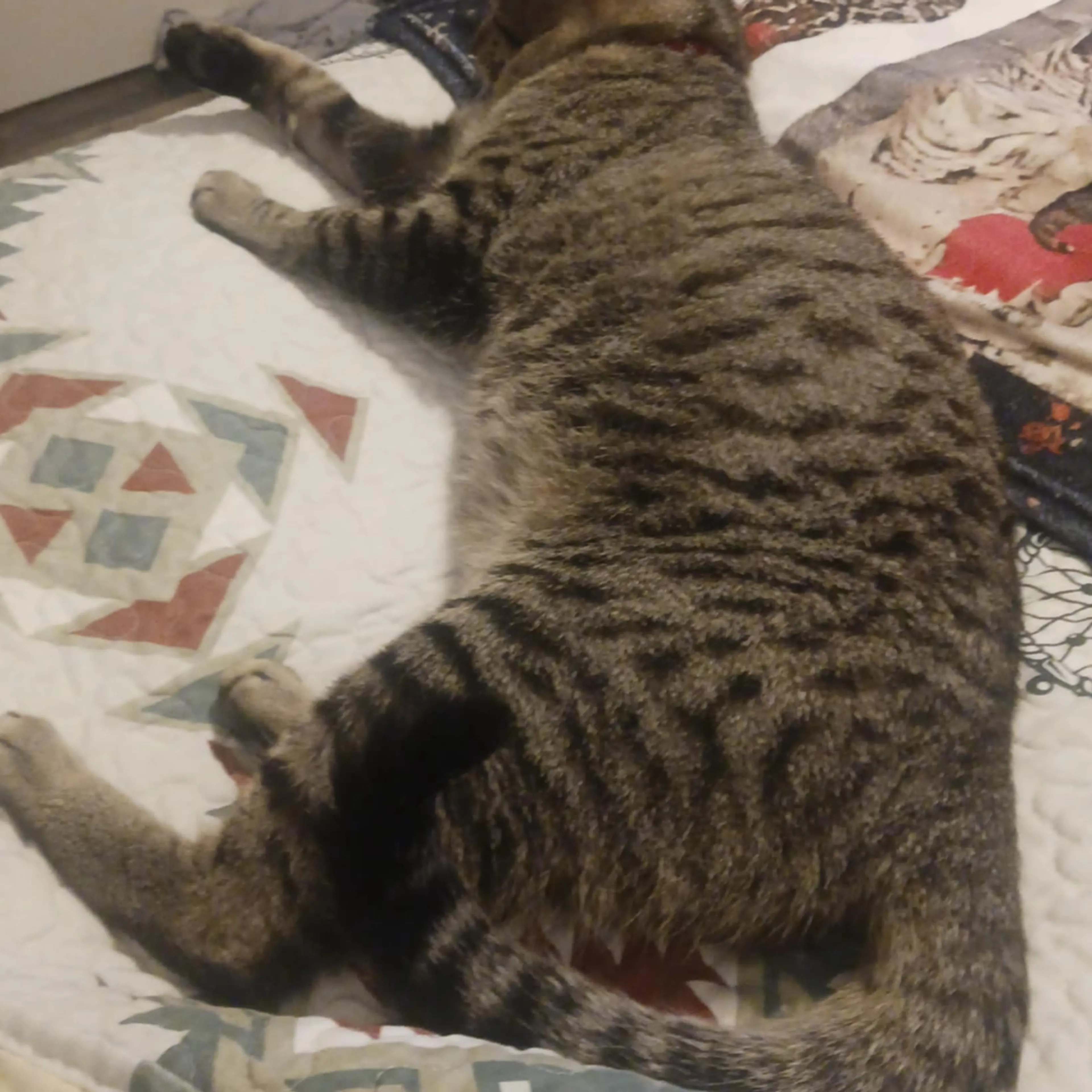 Lost pet-1