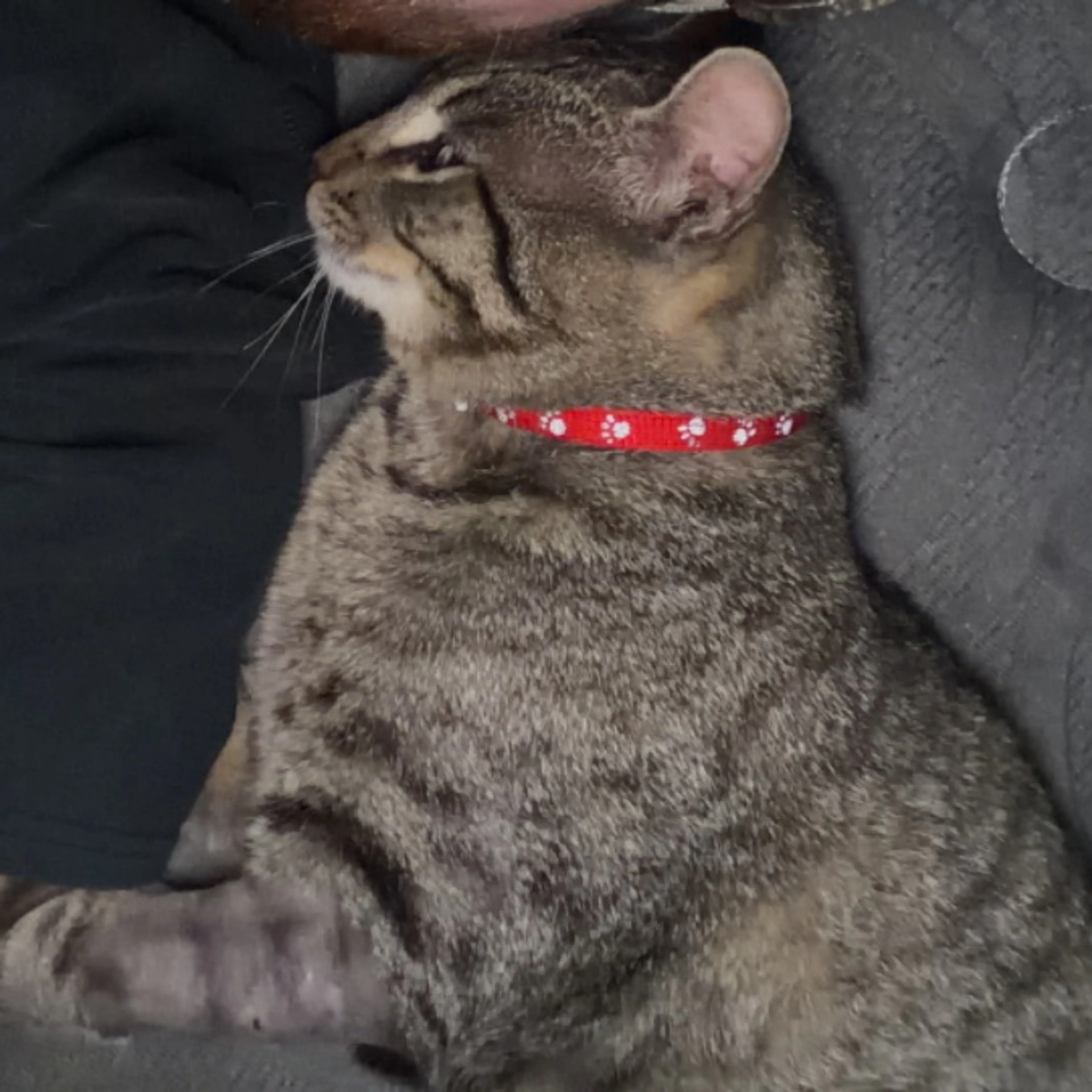 Lost pet-0