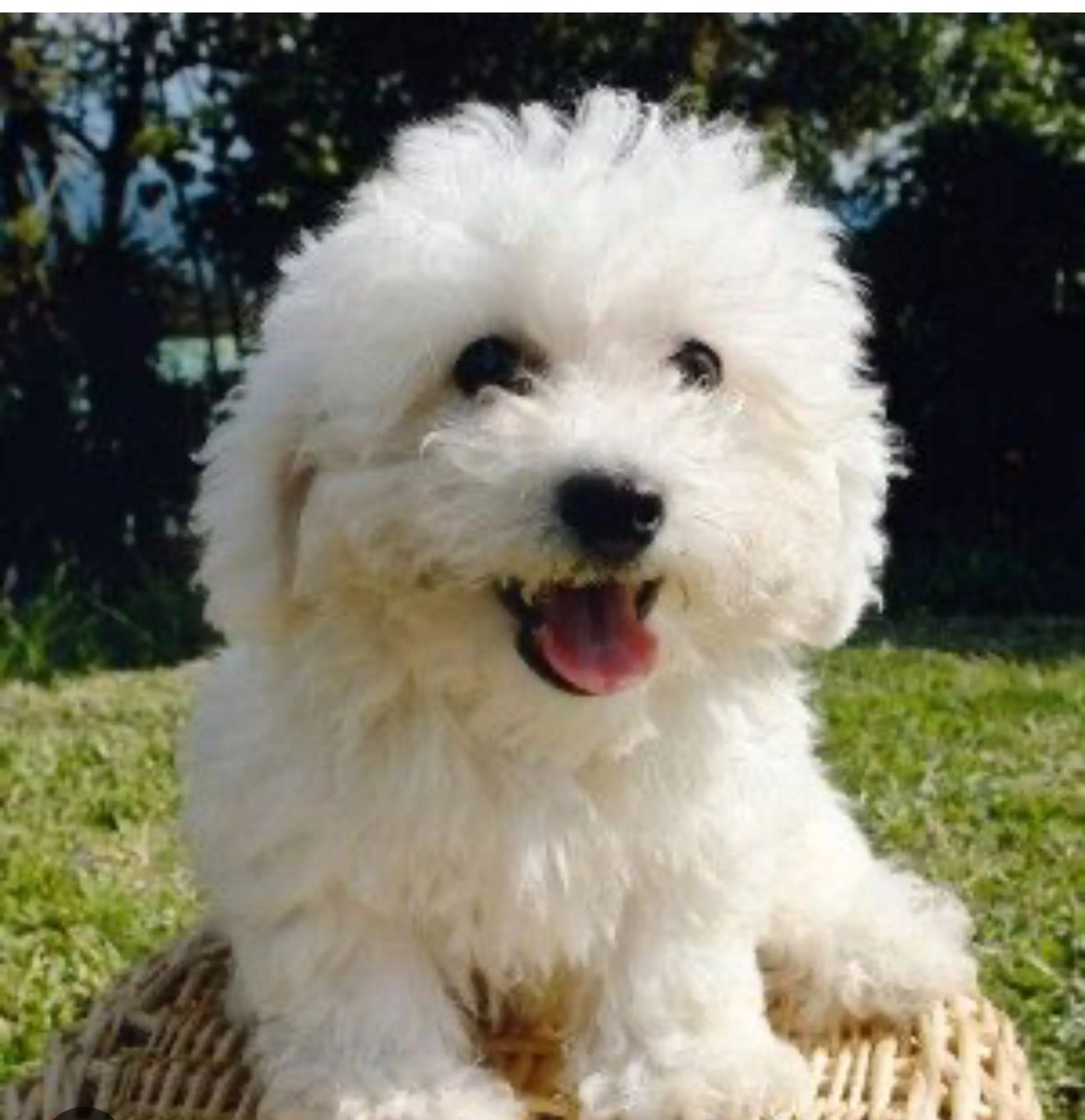 Lost pet-0