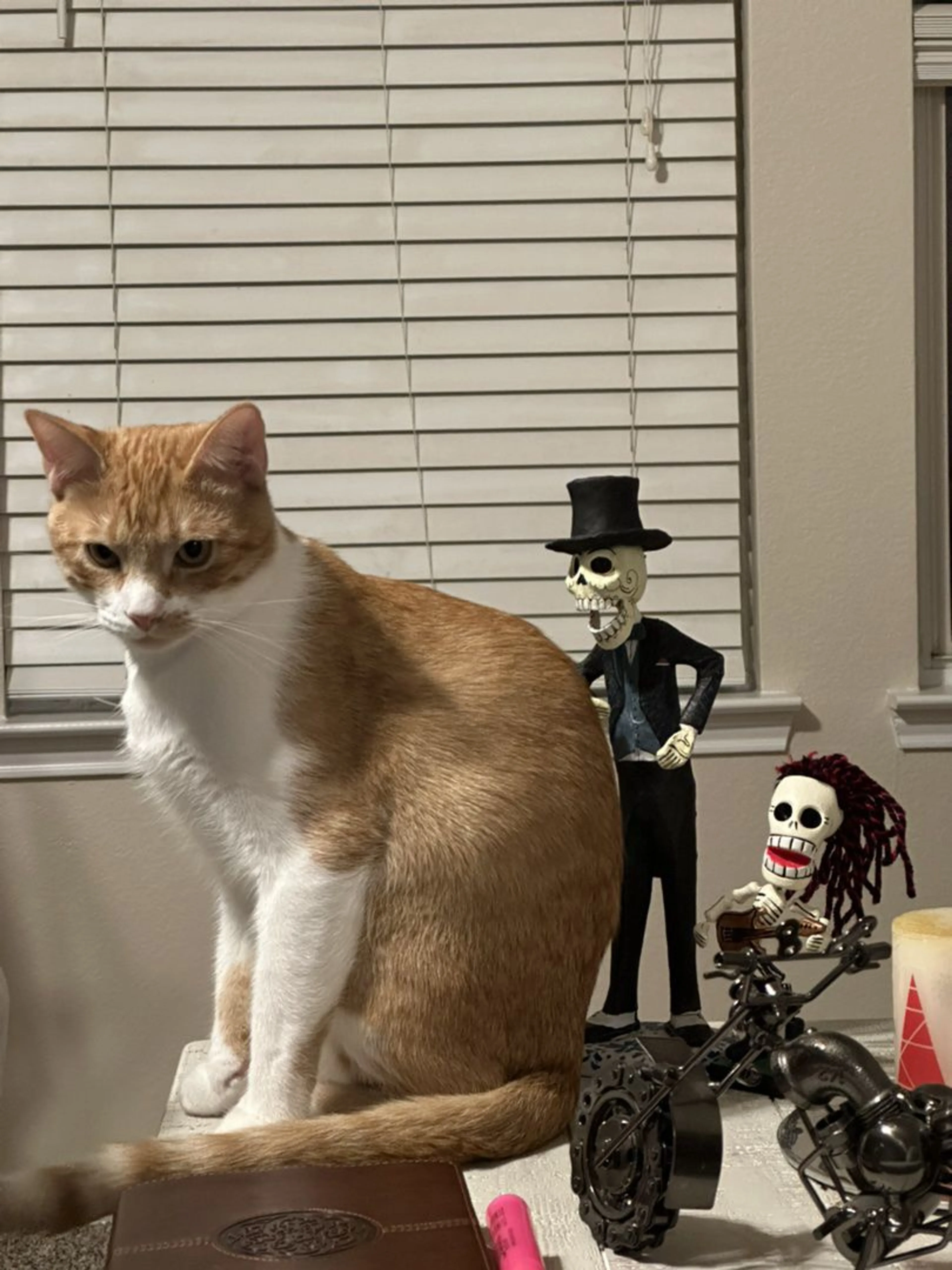 Lost pet-0
