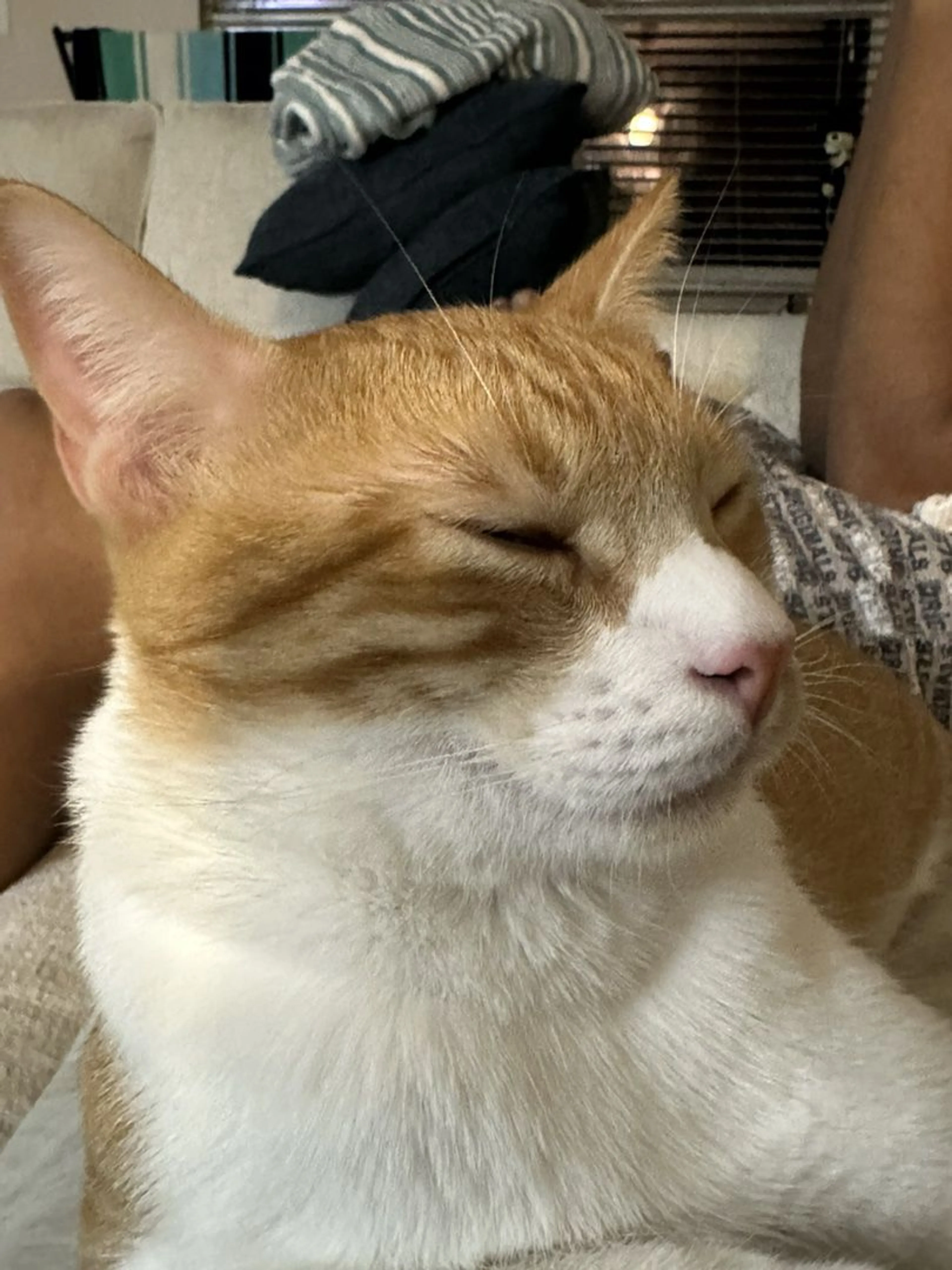 Lost pet-4