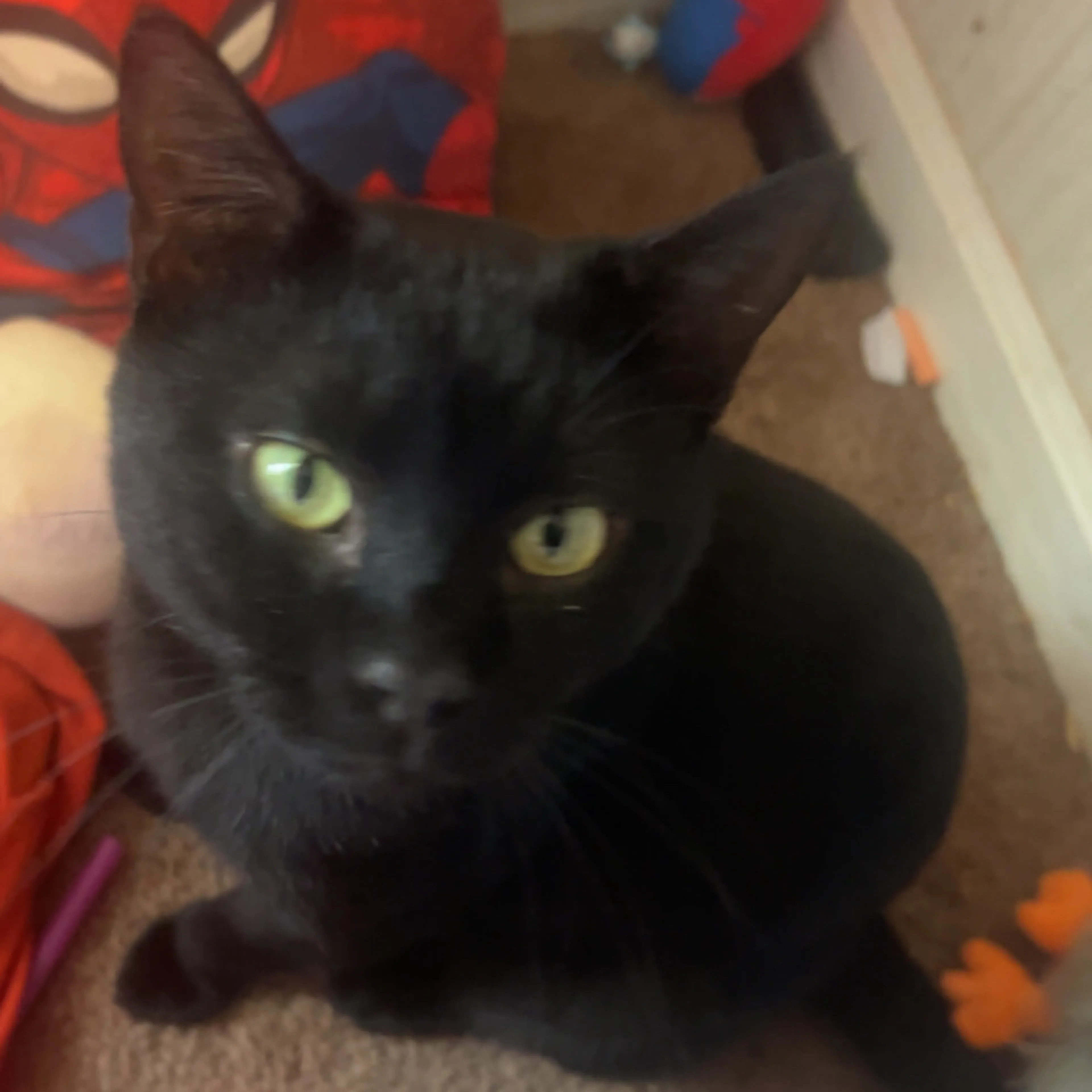 Lost pet-2