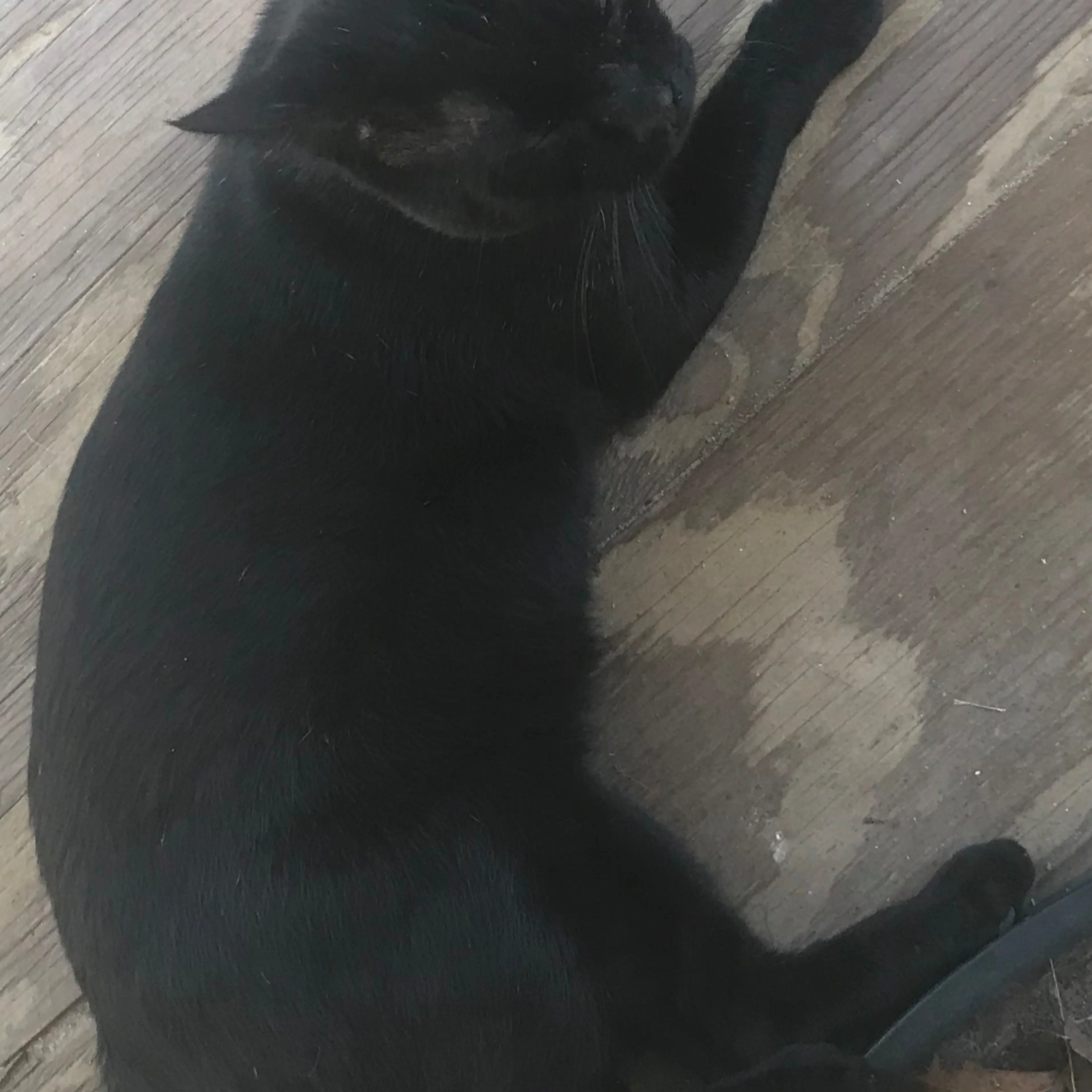 Lost pet-1