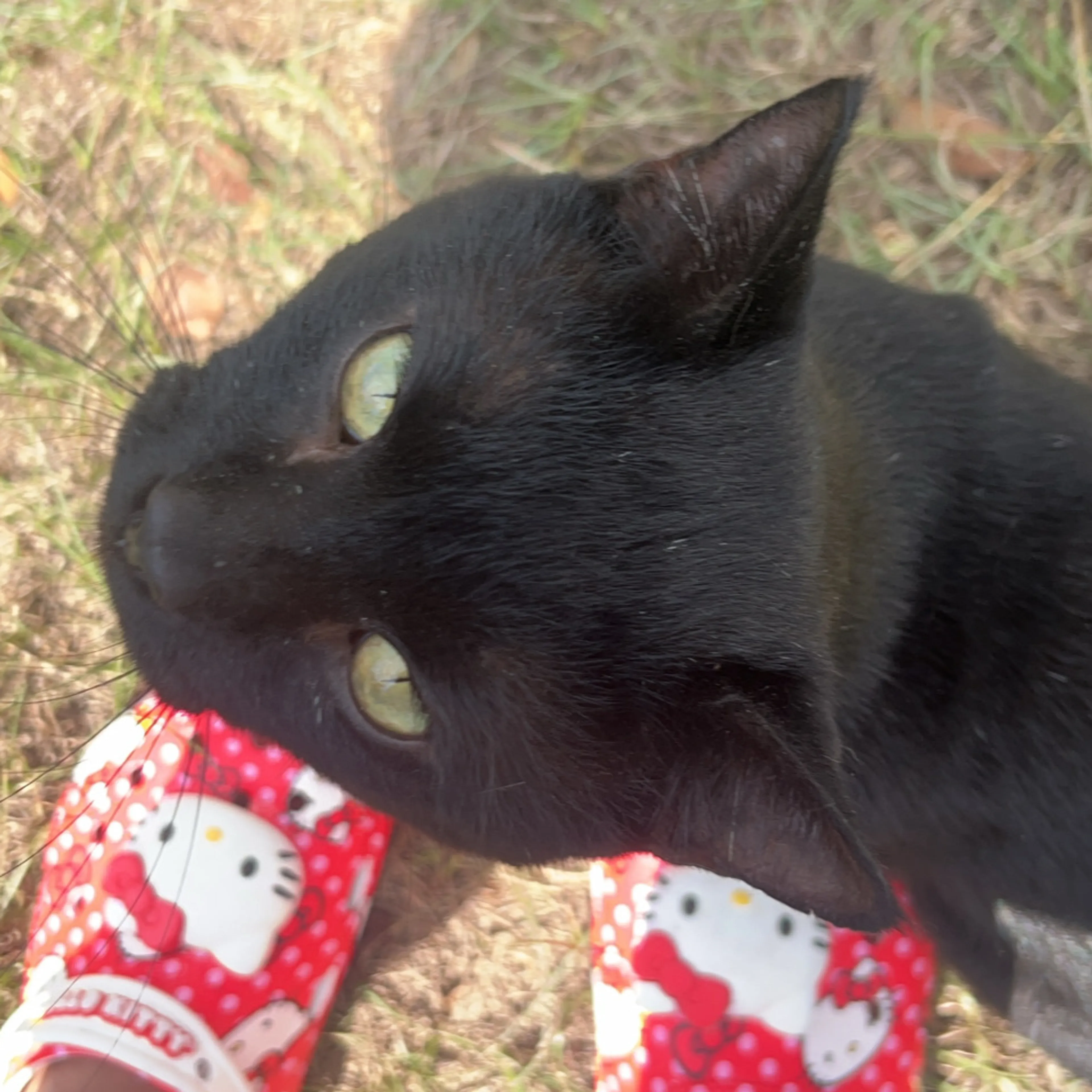 Lost pet-3