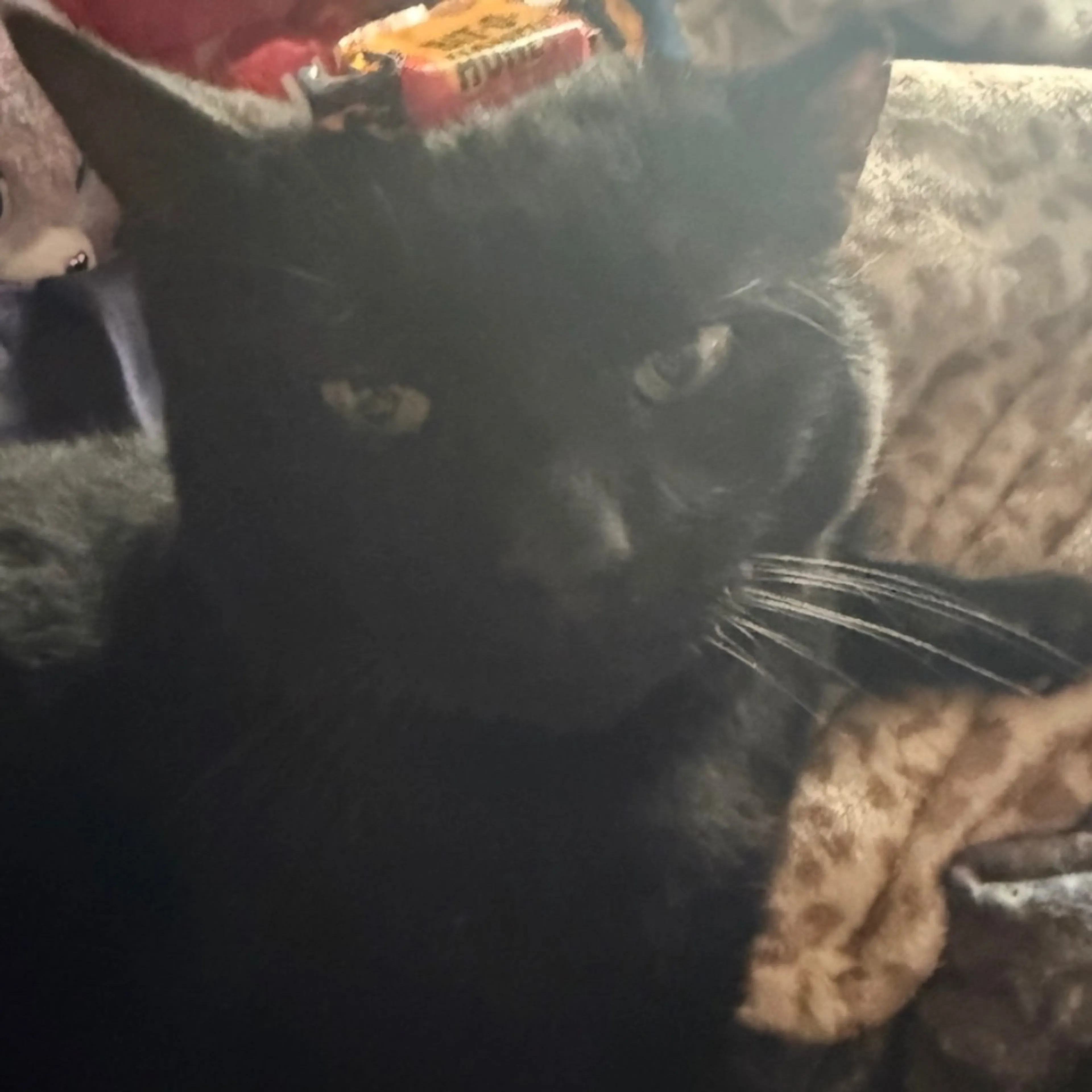 Lost pet-0