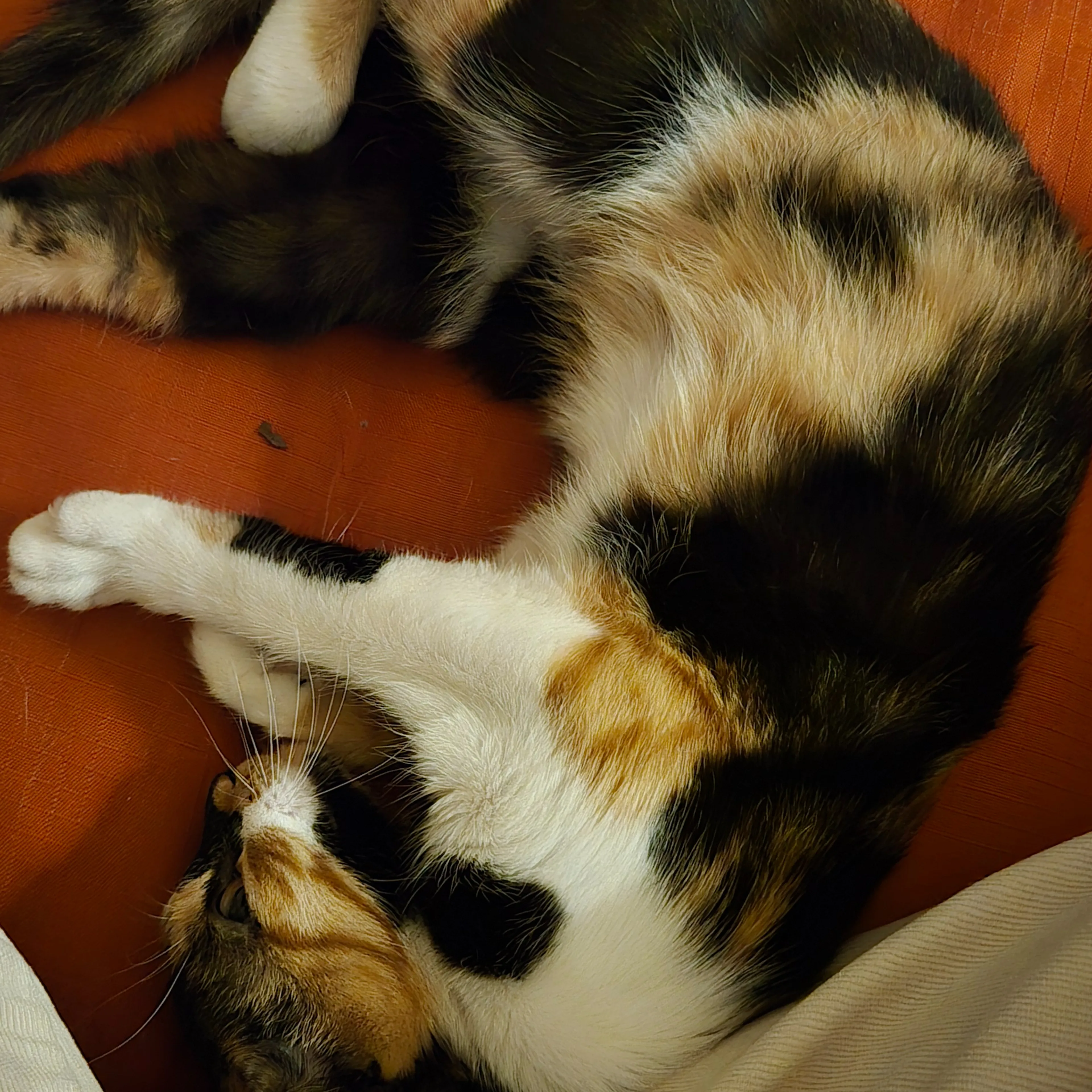 Found pet-1