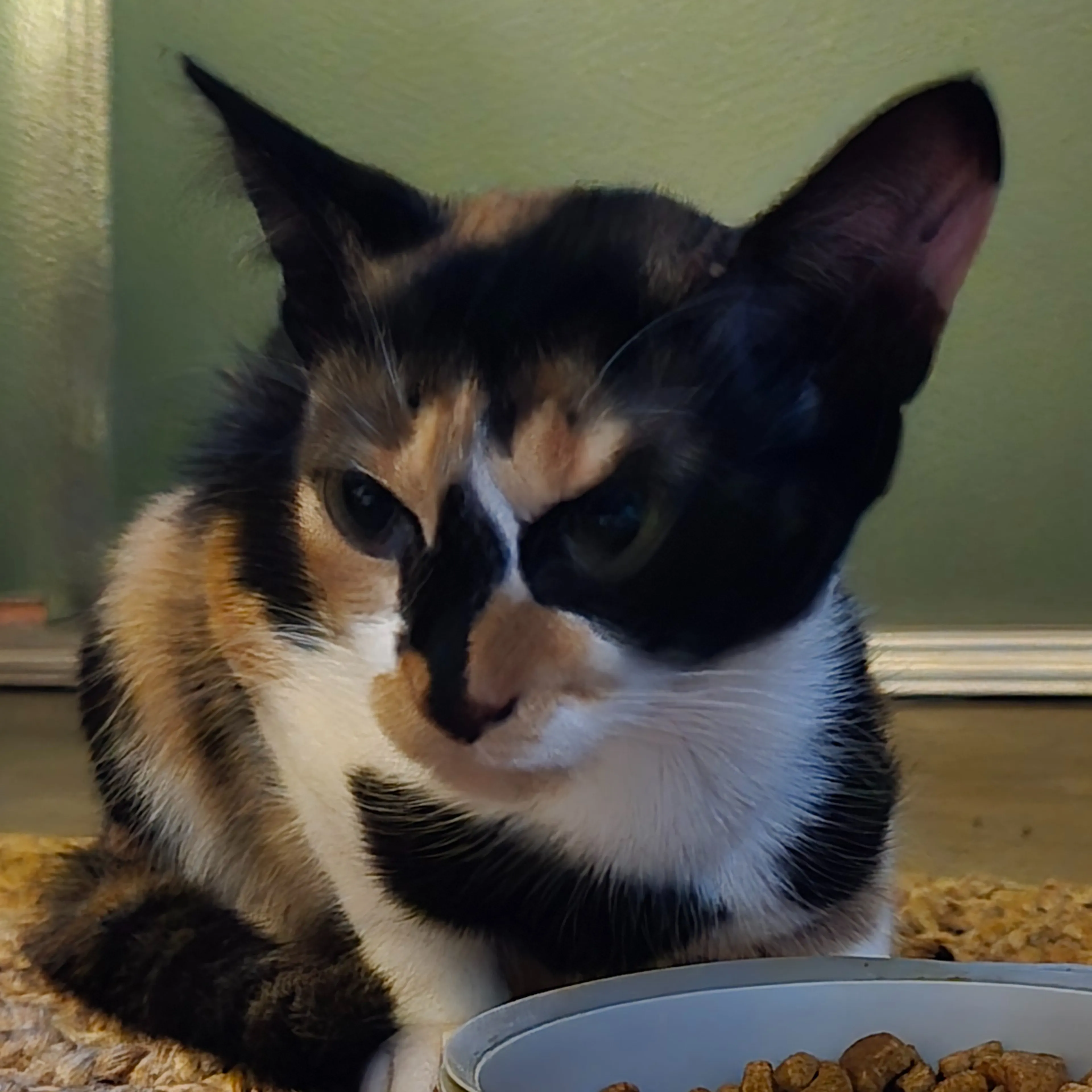 Found pet-2
