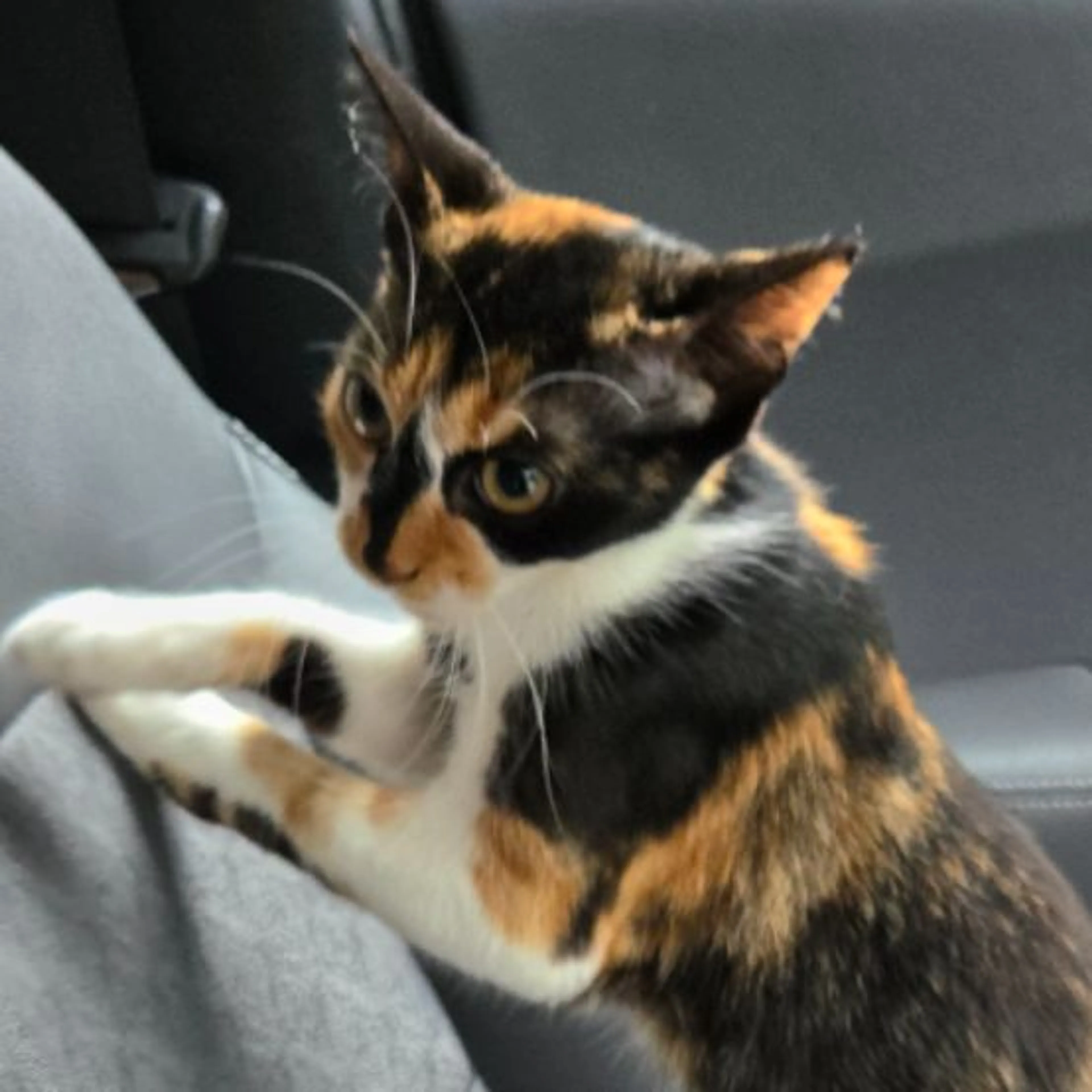 Found pet-0