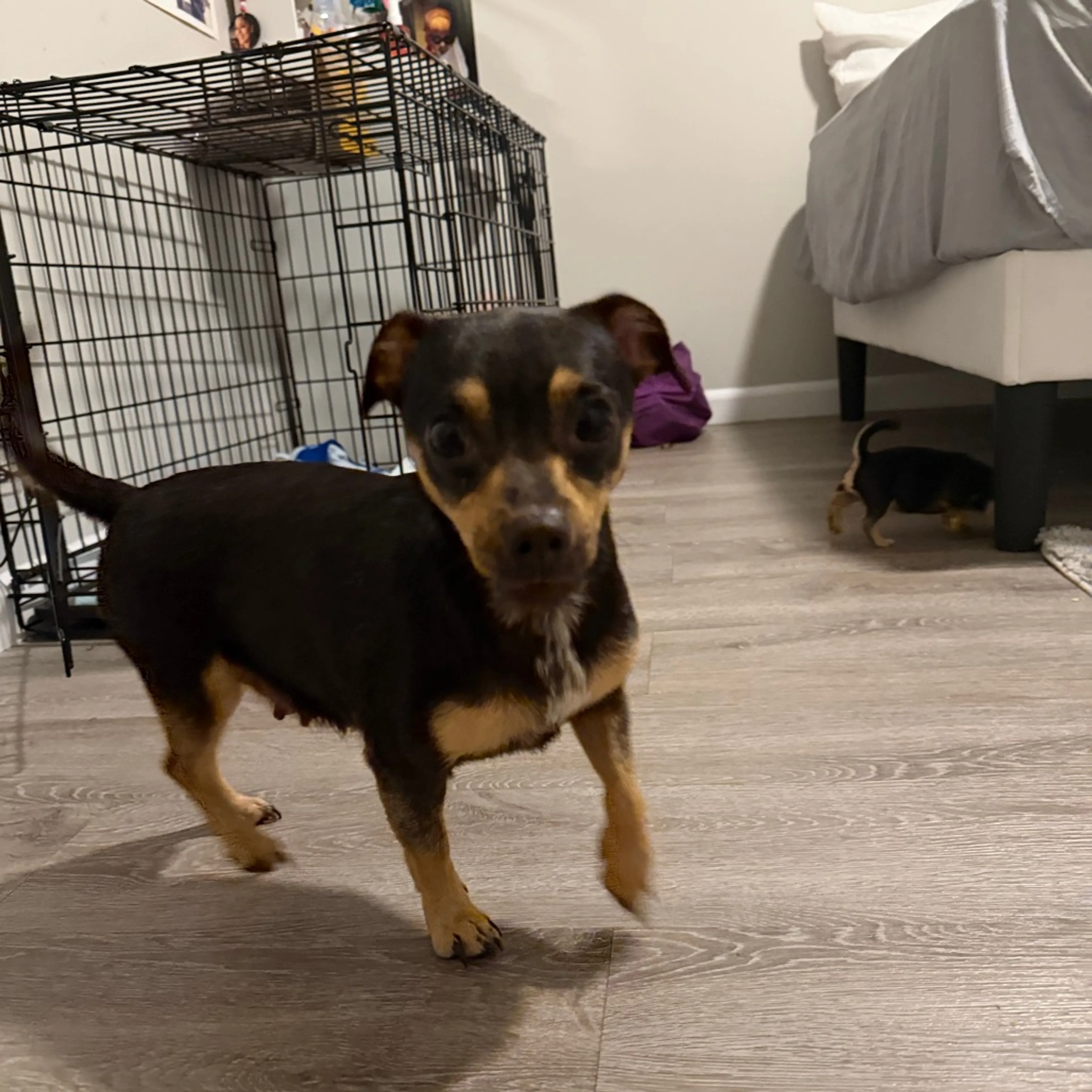 Found pet-2