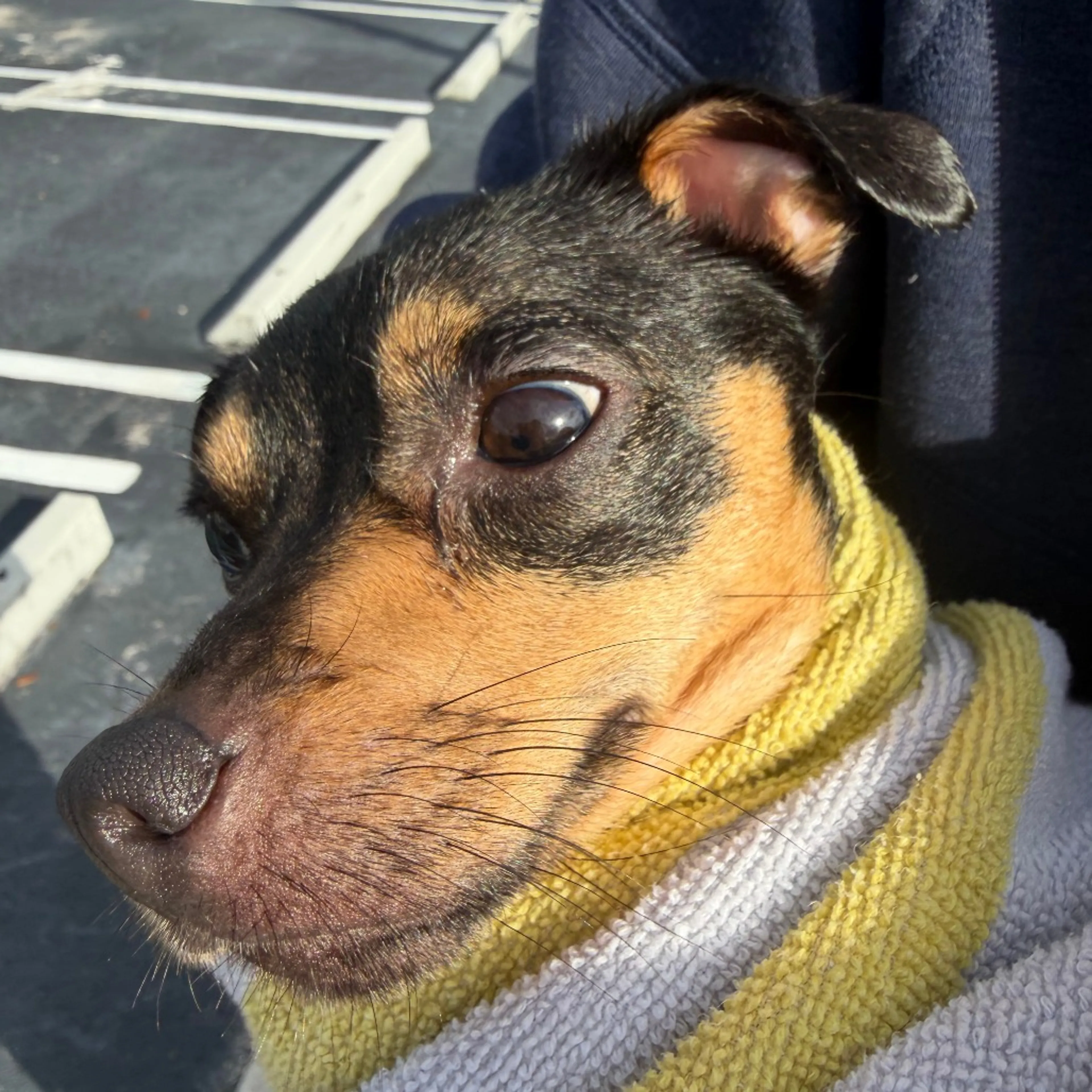 Found pet-3
