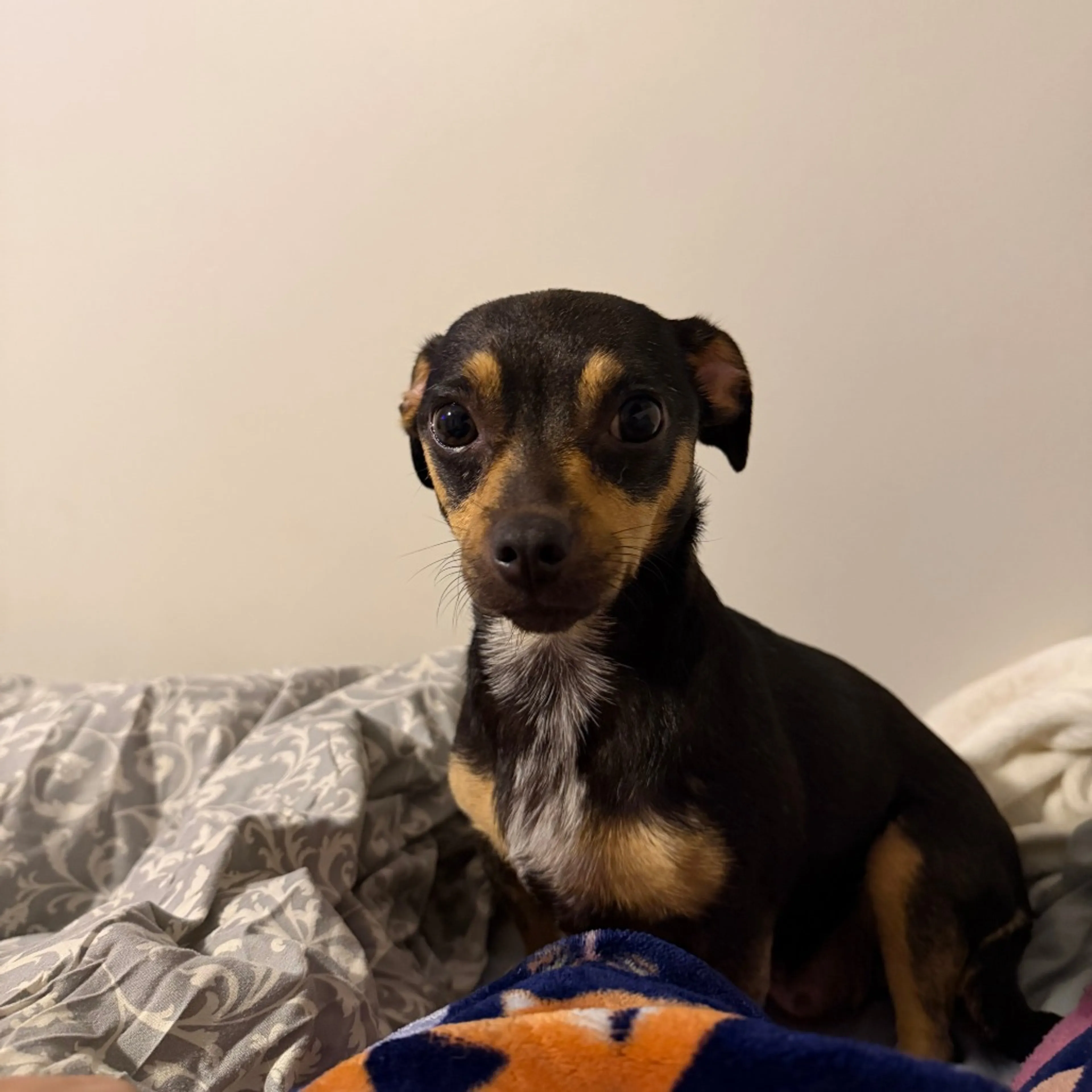 Found pet-1