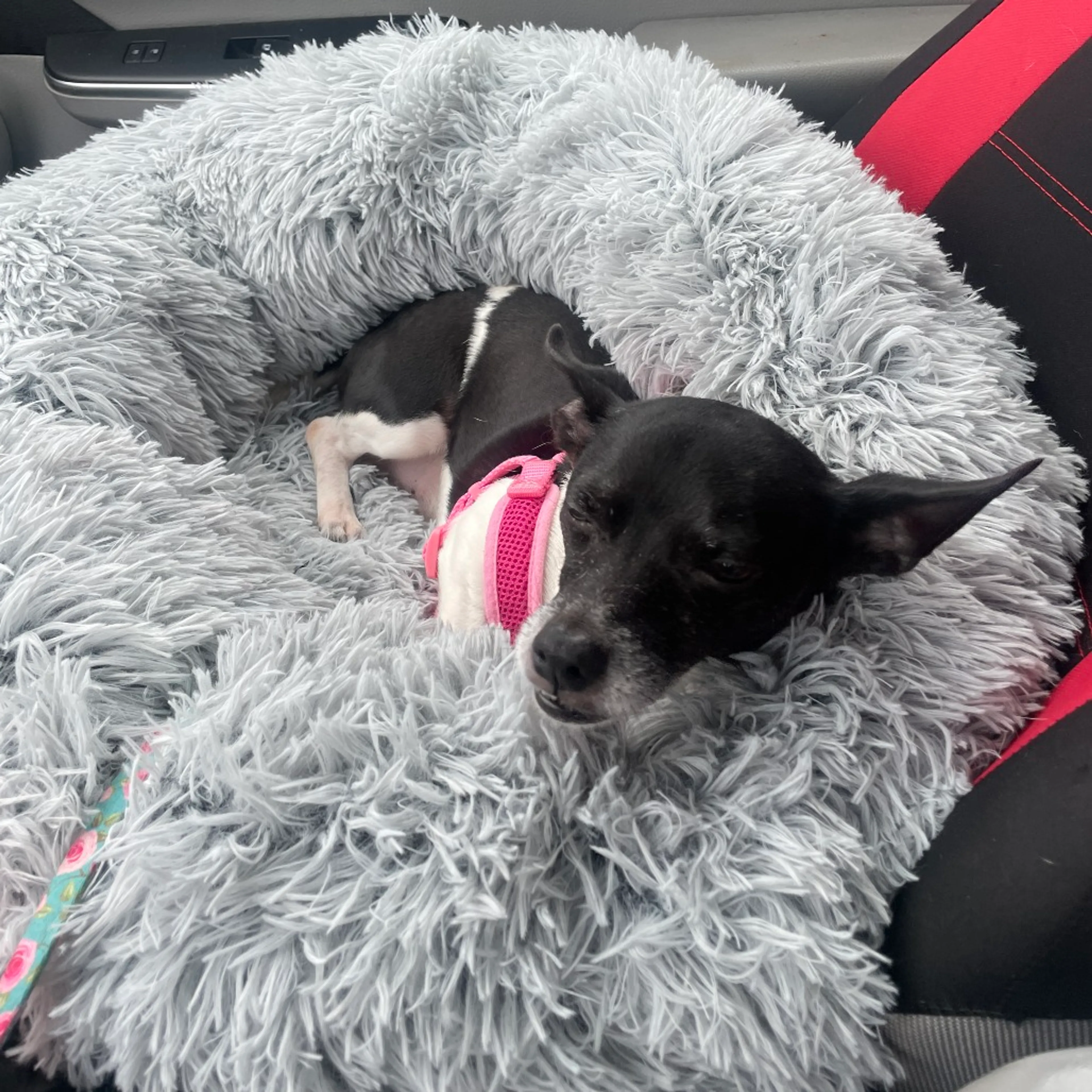 Found pet-5