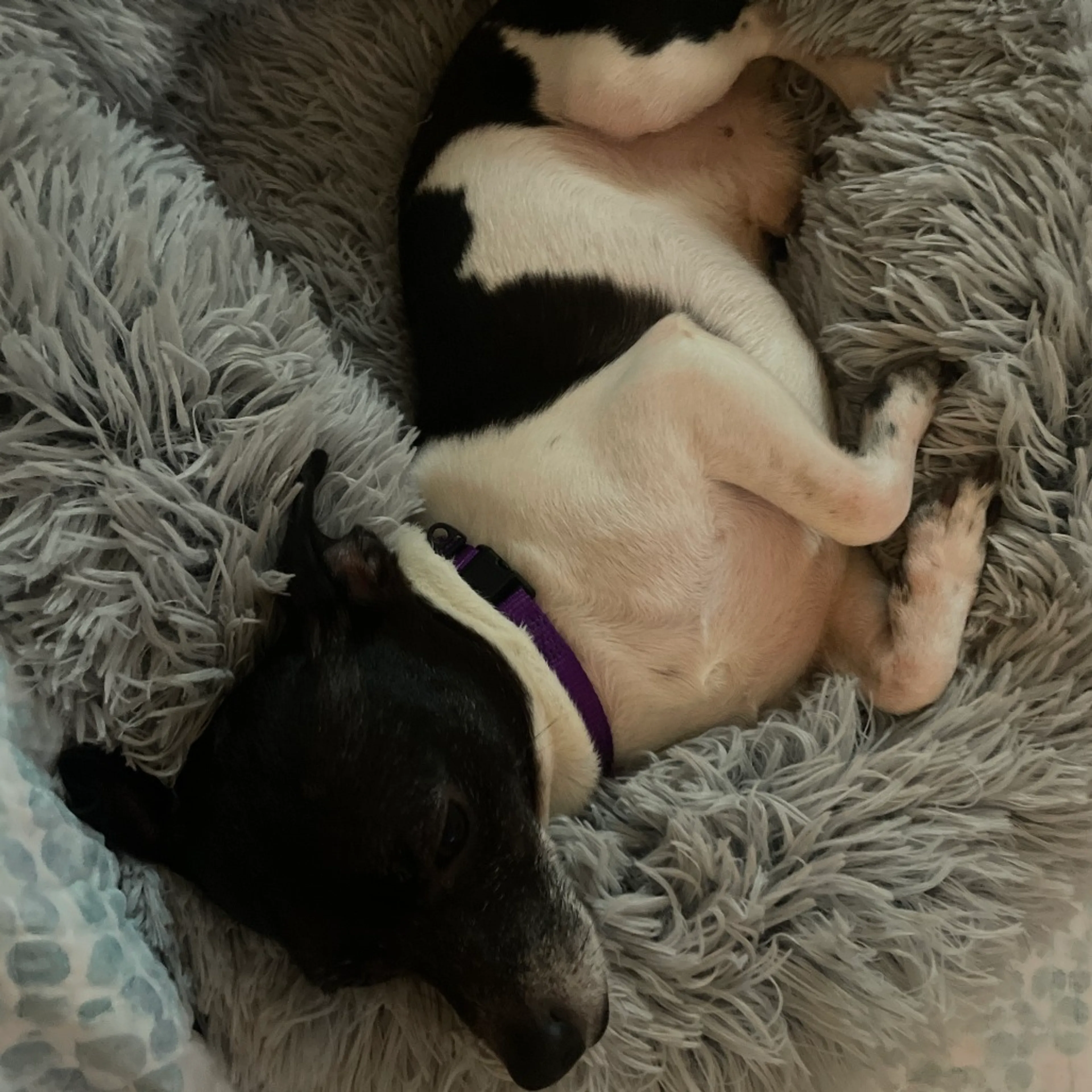 Found pet-9