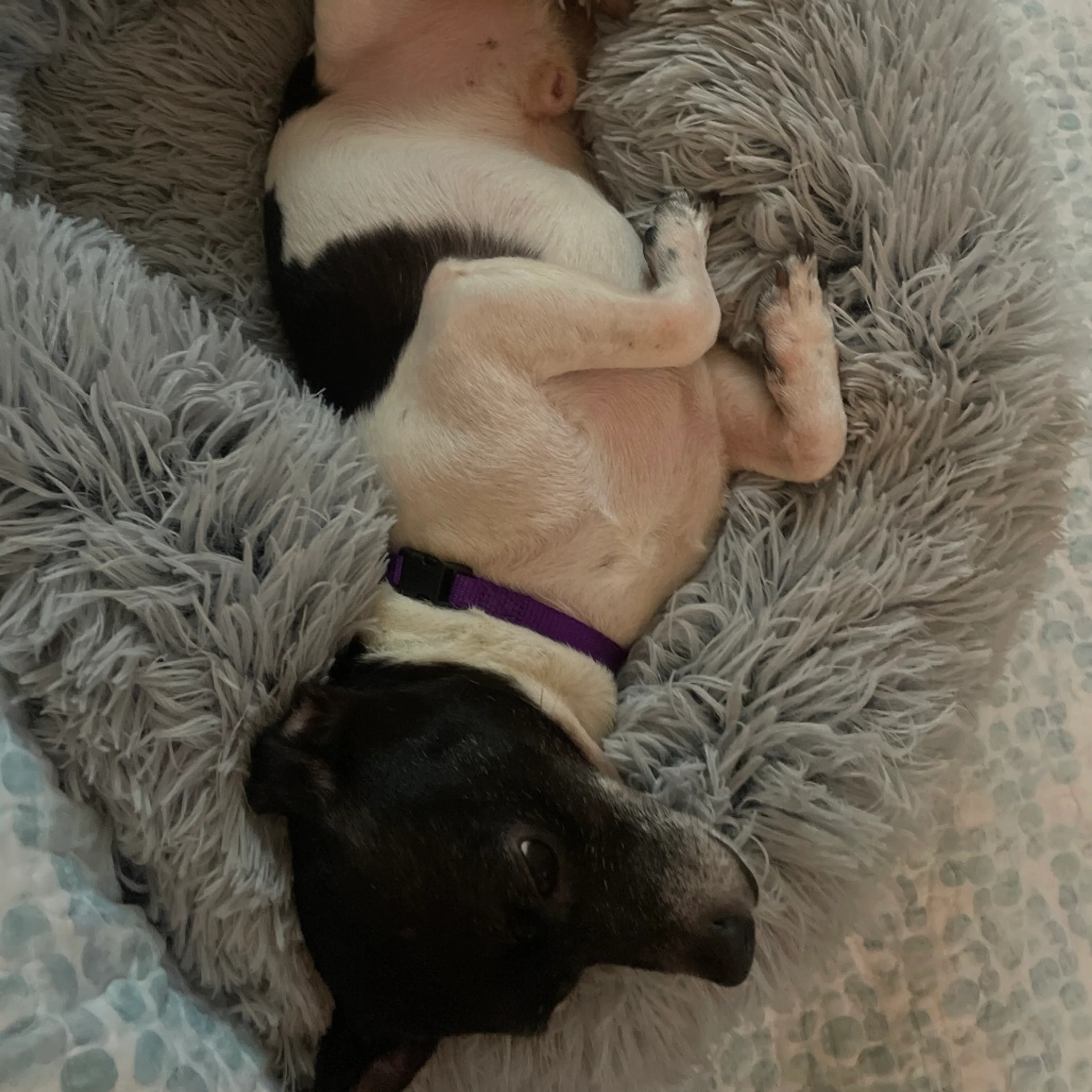 Found pet-7