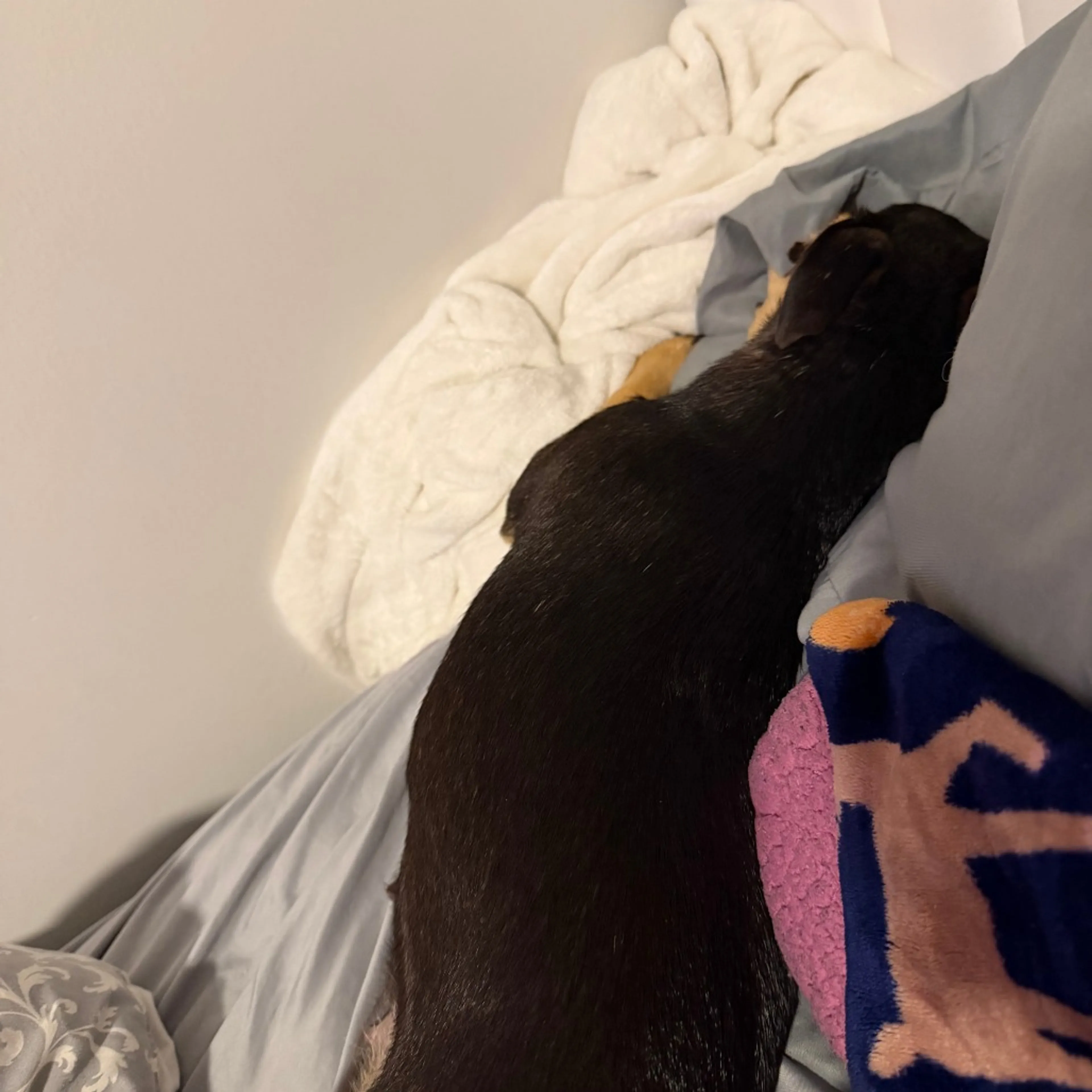 Found pet-4
