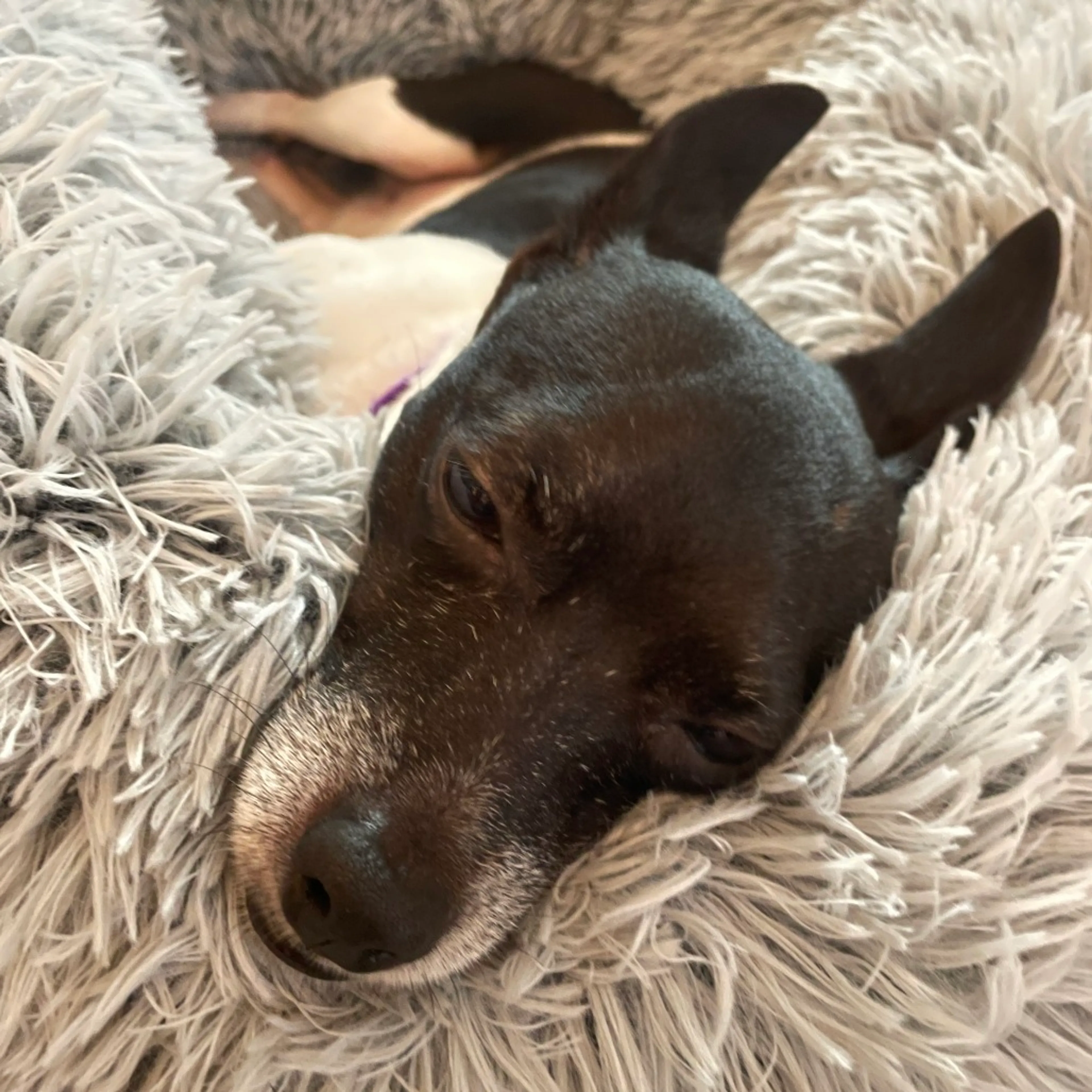 Found pet-6