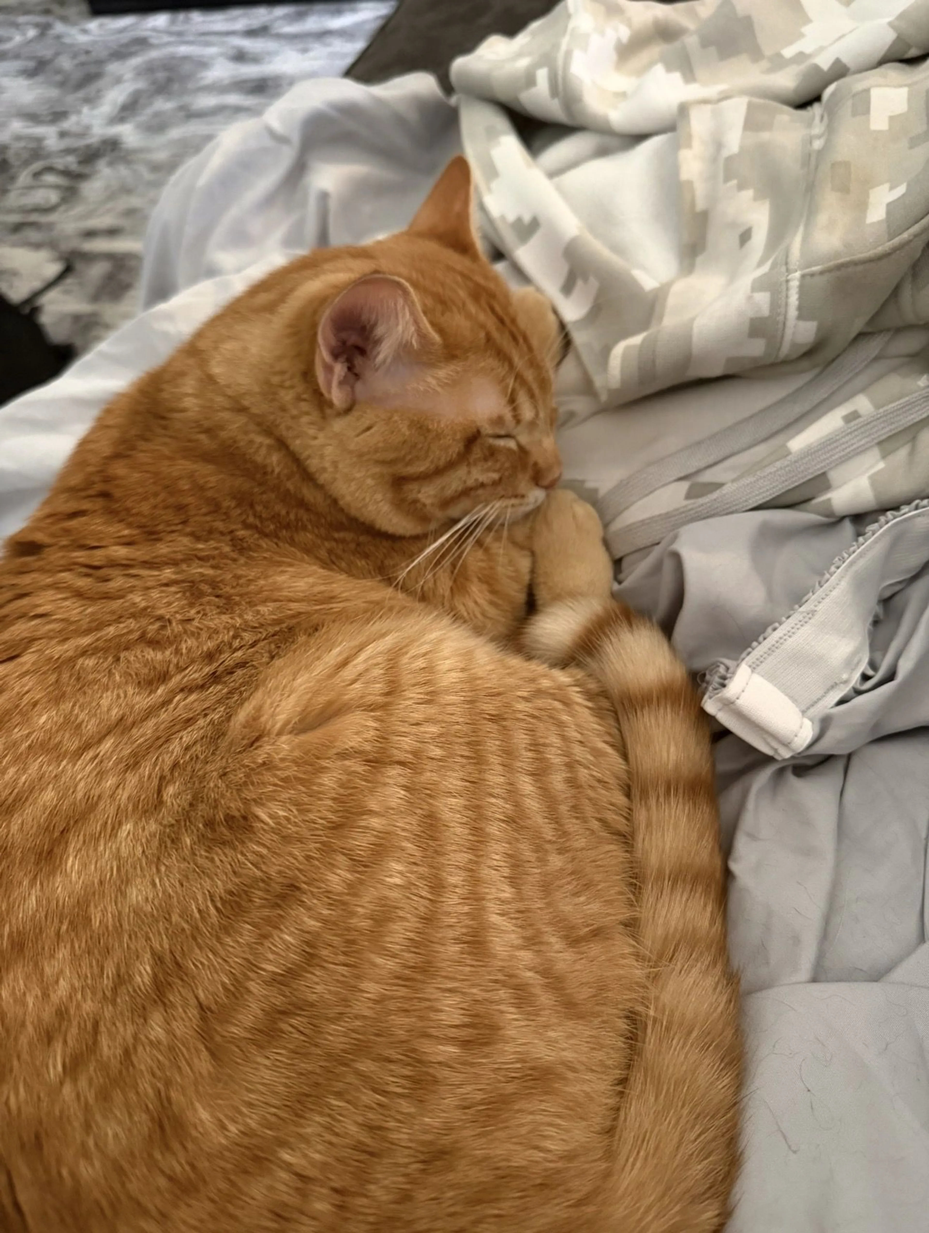 Lost pet-2