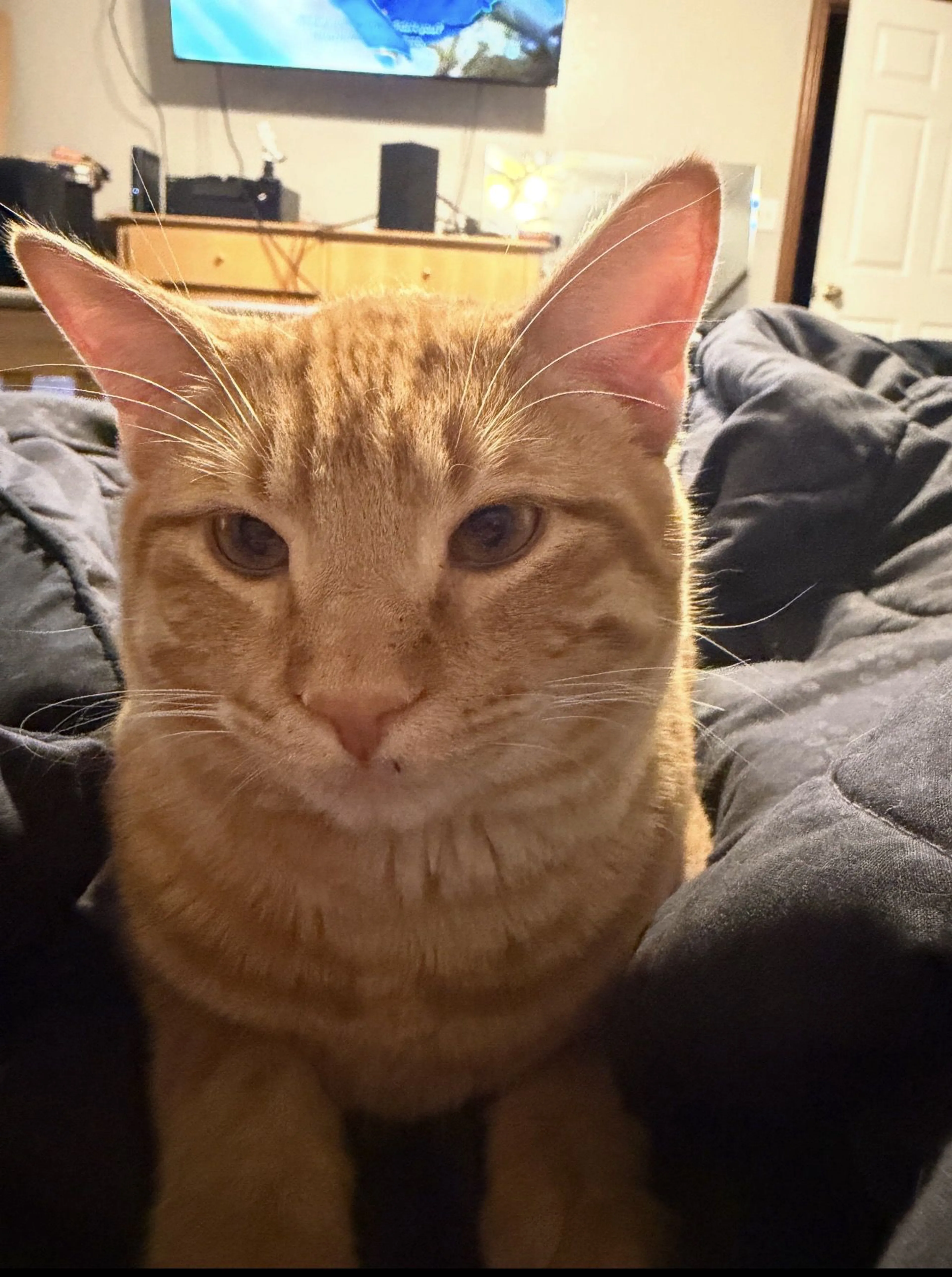 Lost pet-1