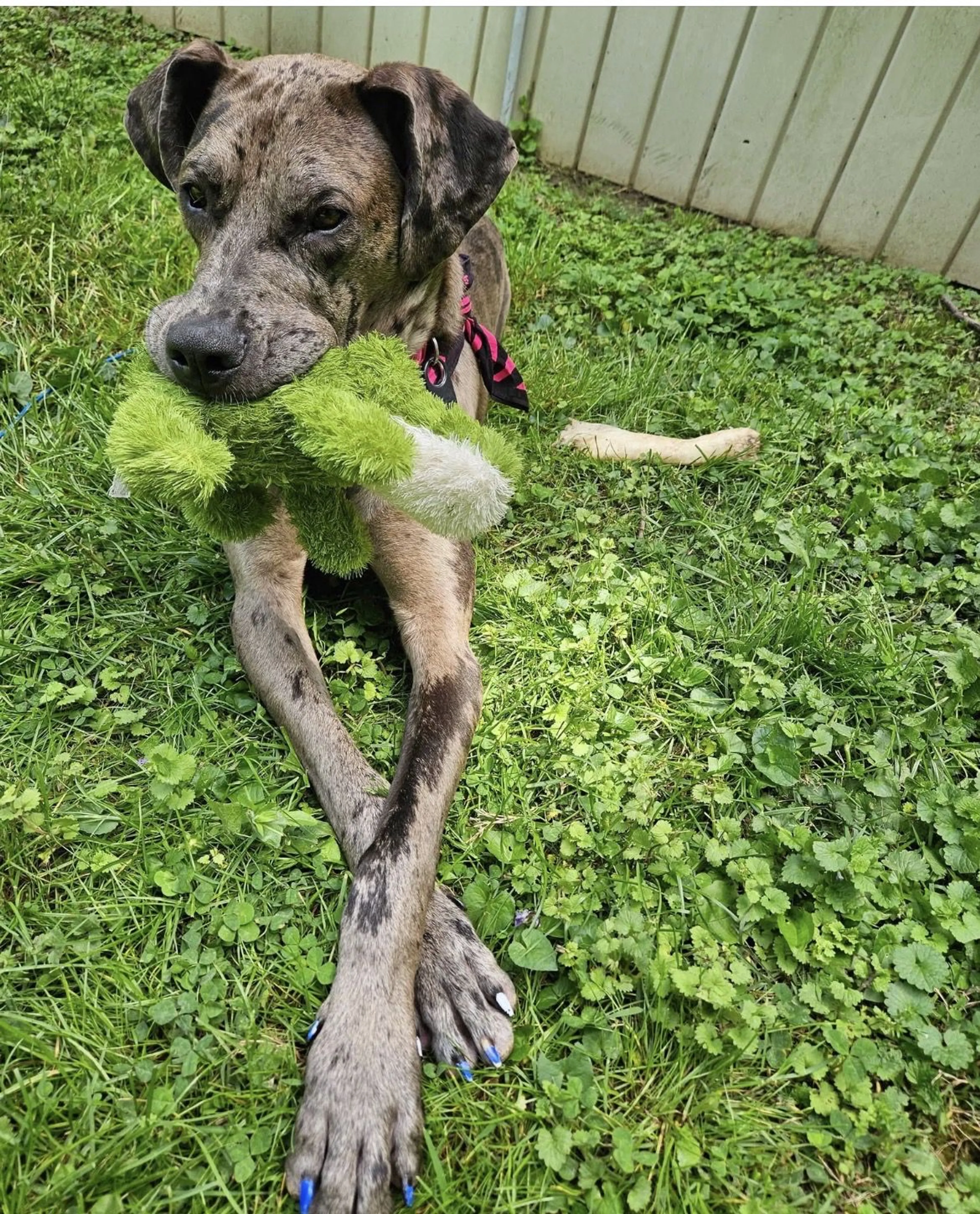 Lost pet-3