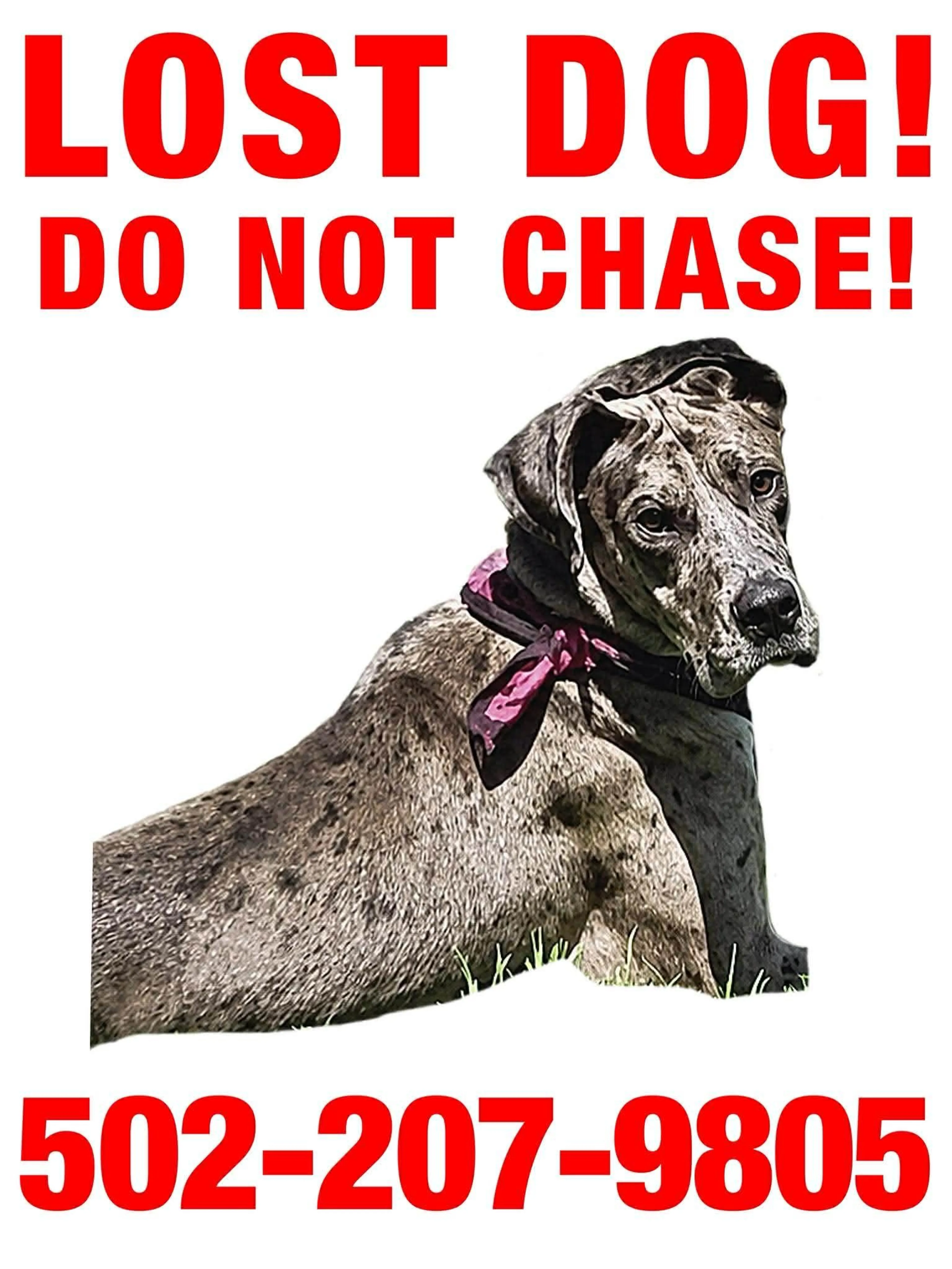 Lost pet-0