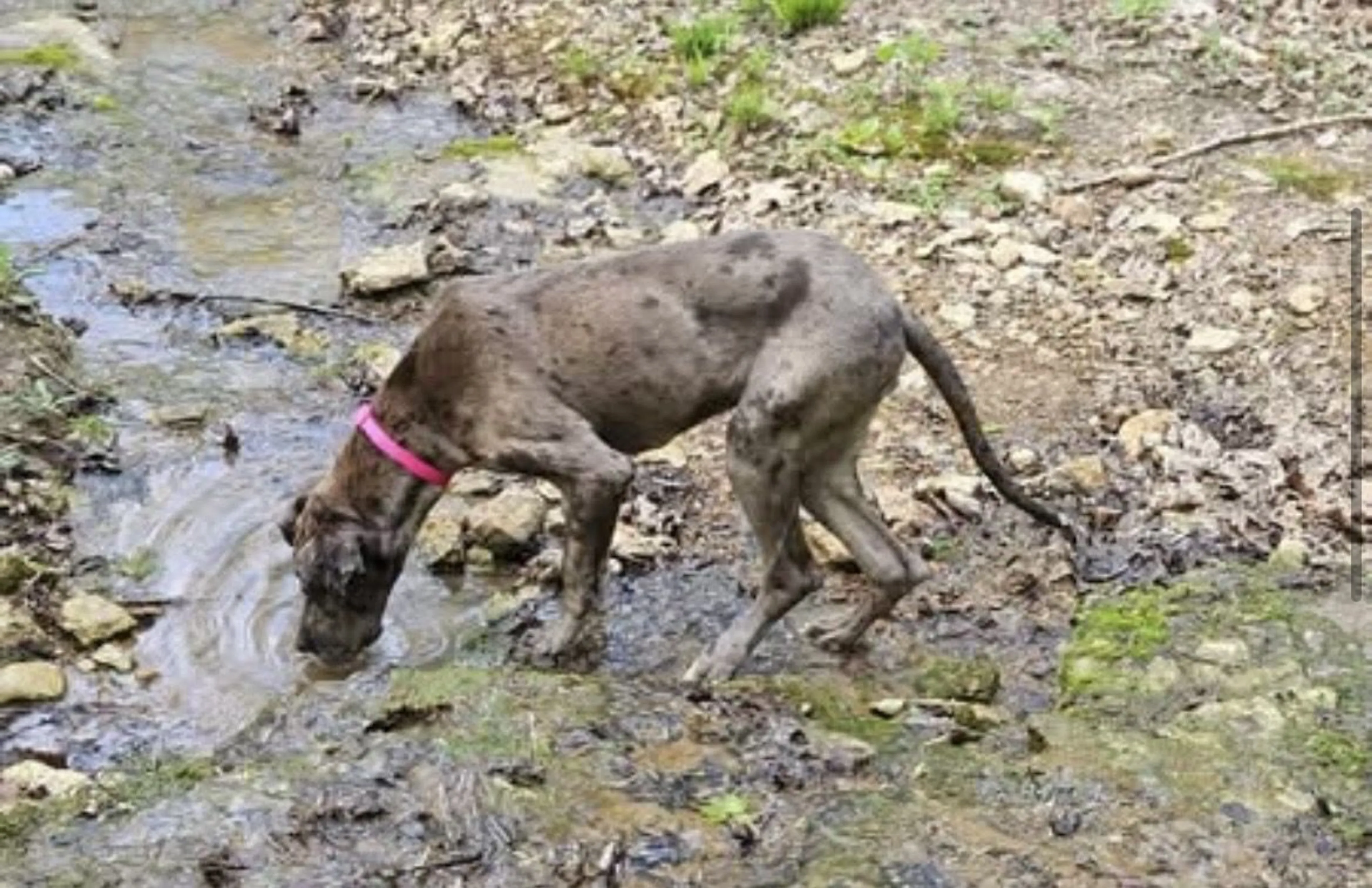 Lost pet-2