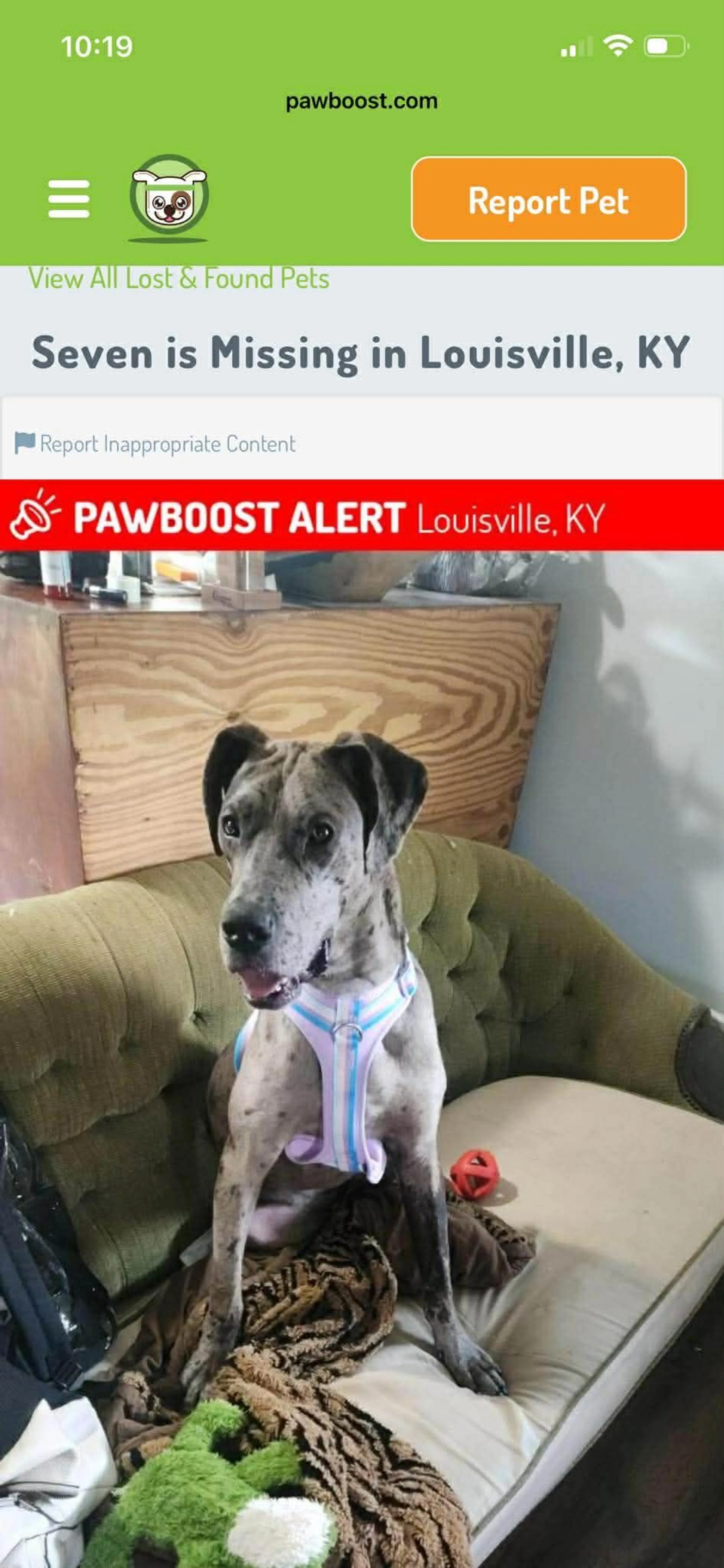 Lost pet-1