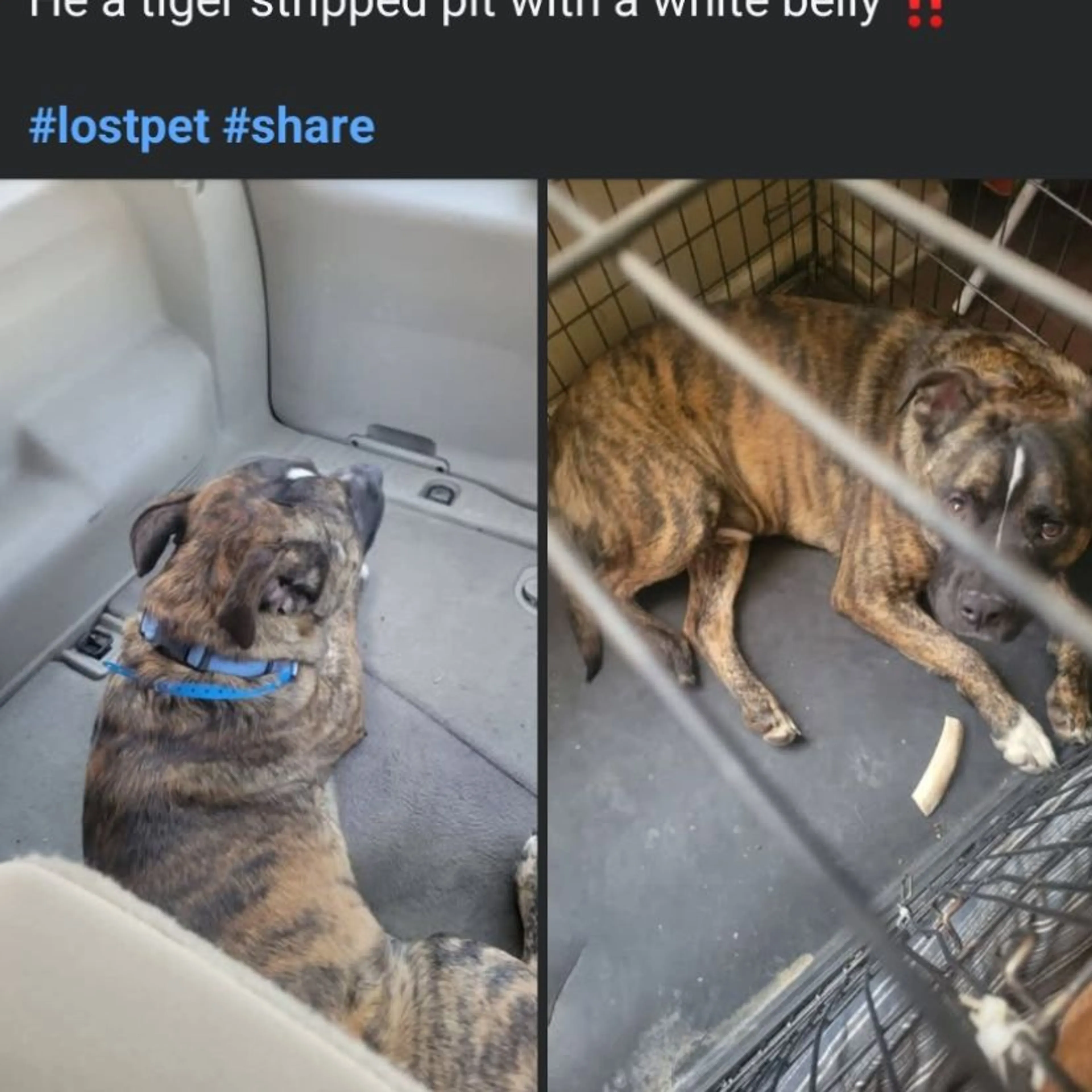 Lost pet