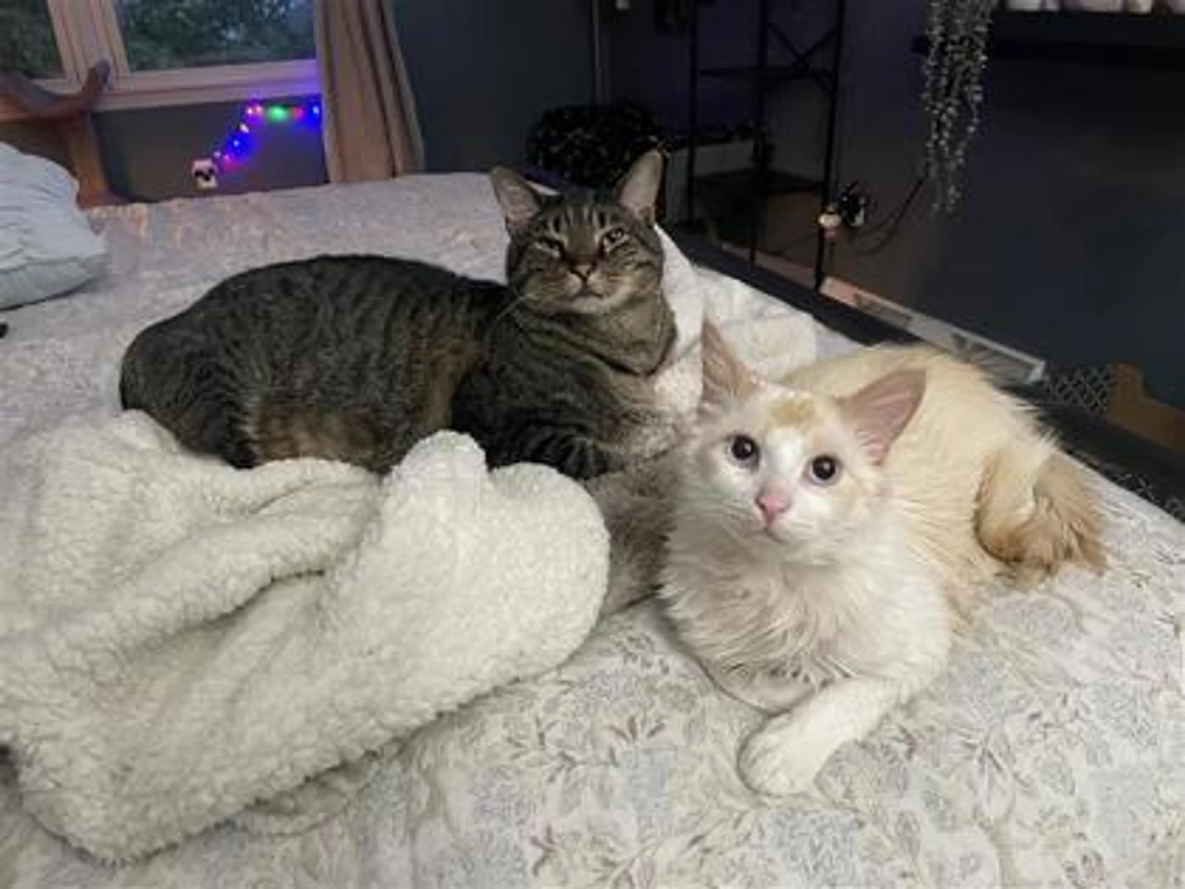 Found pet-1