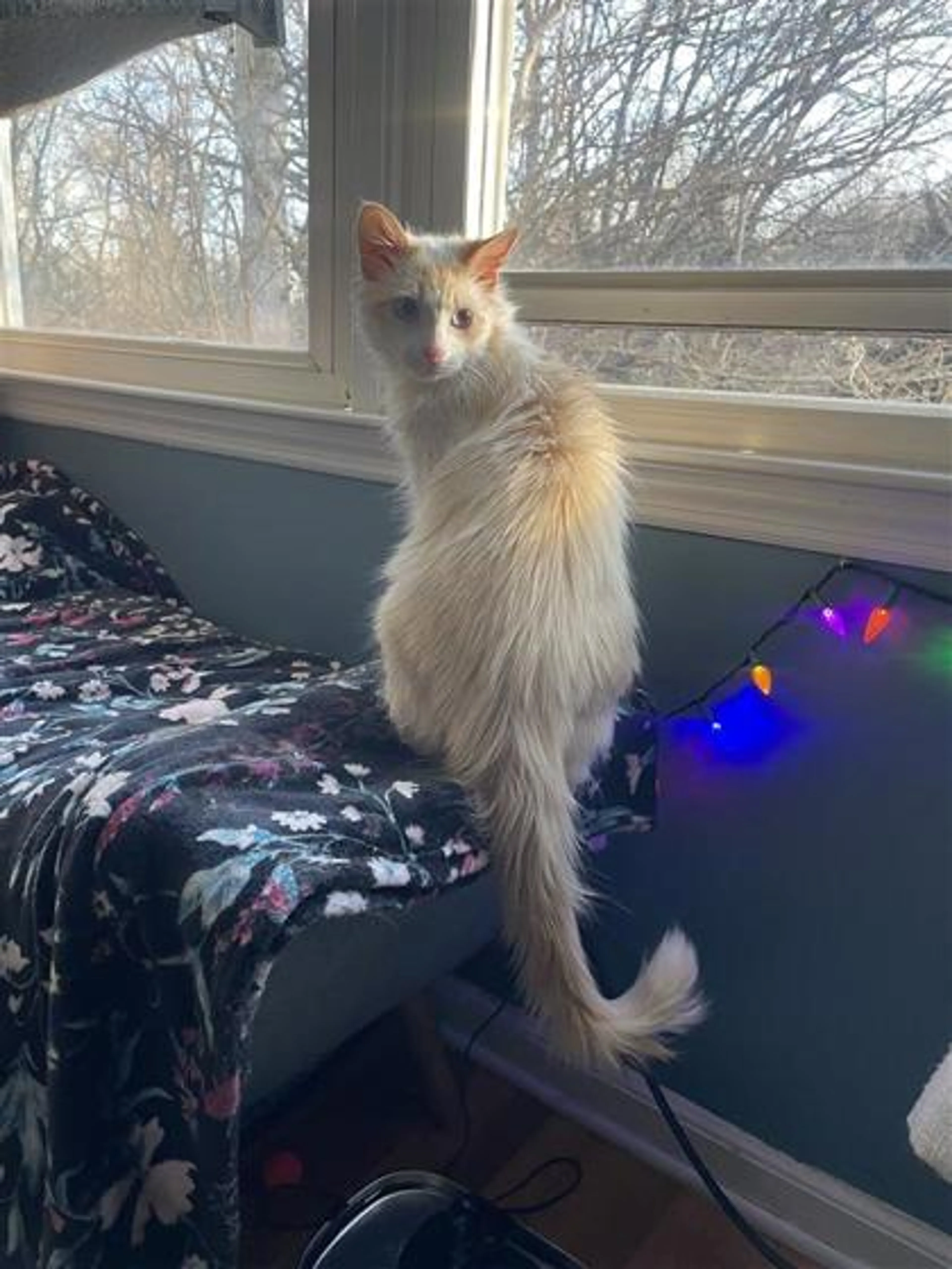 Found pet-2