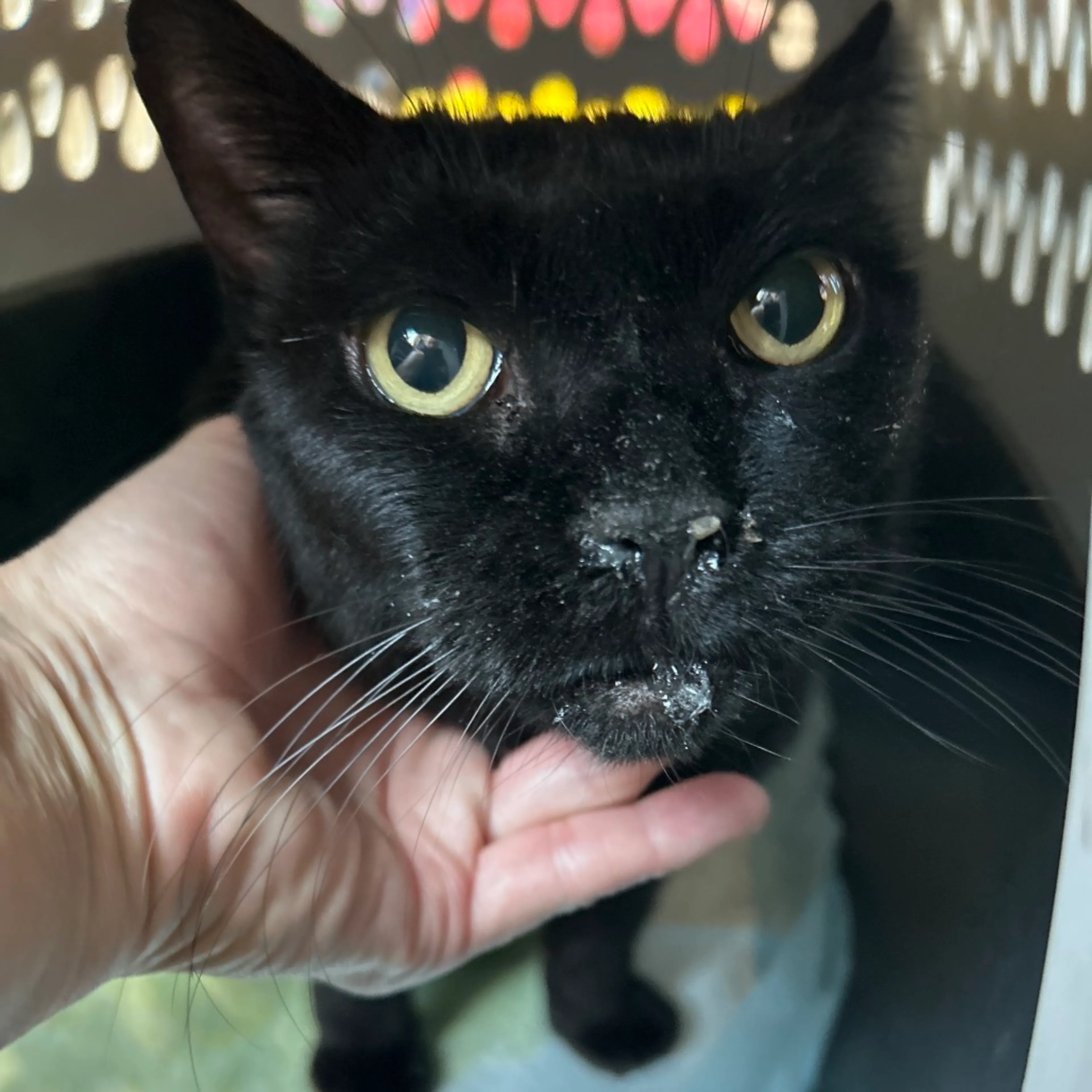 Found pet