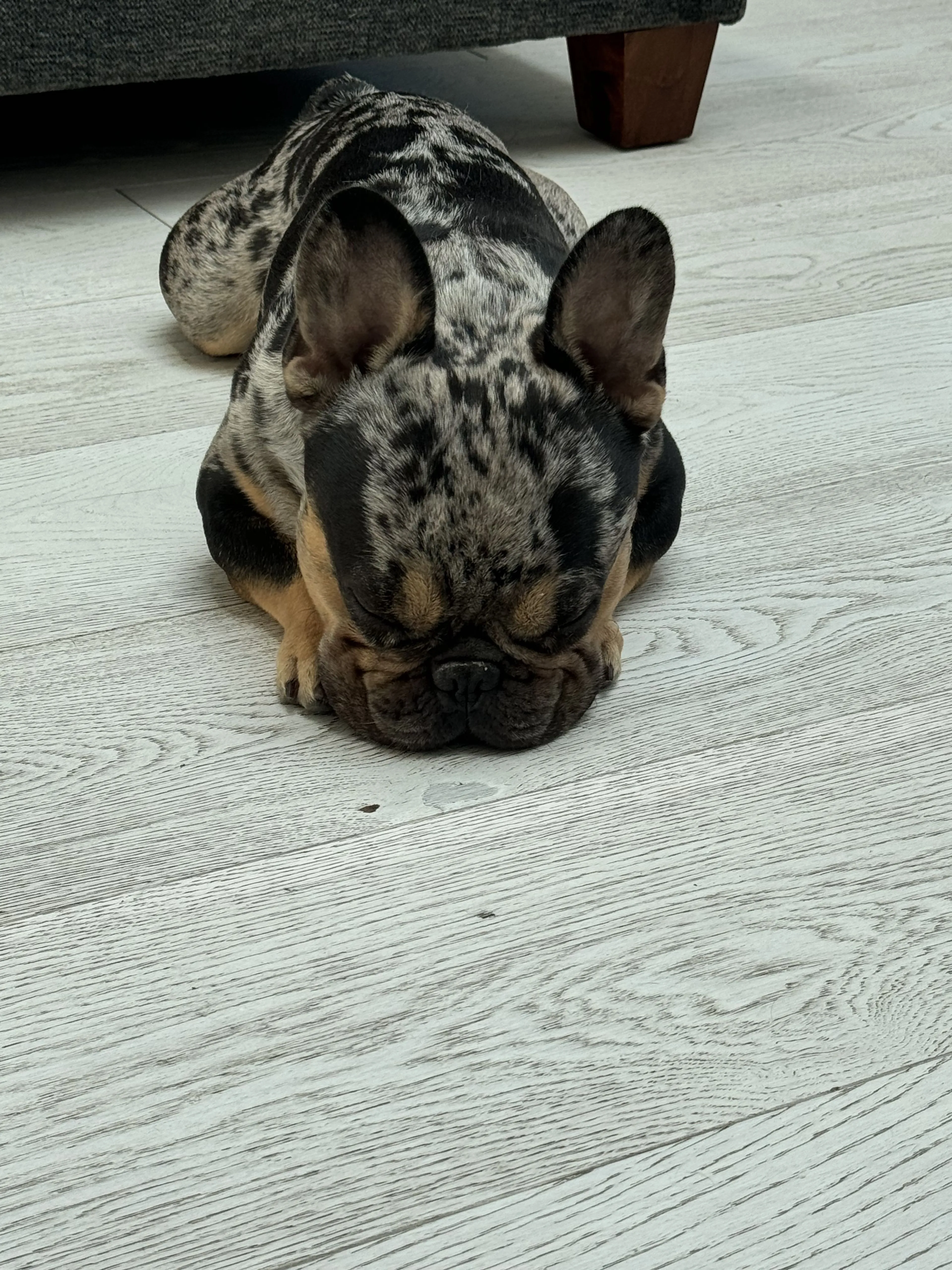 Lost pet-2