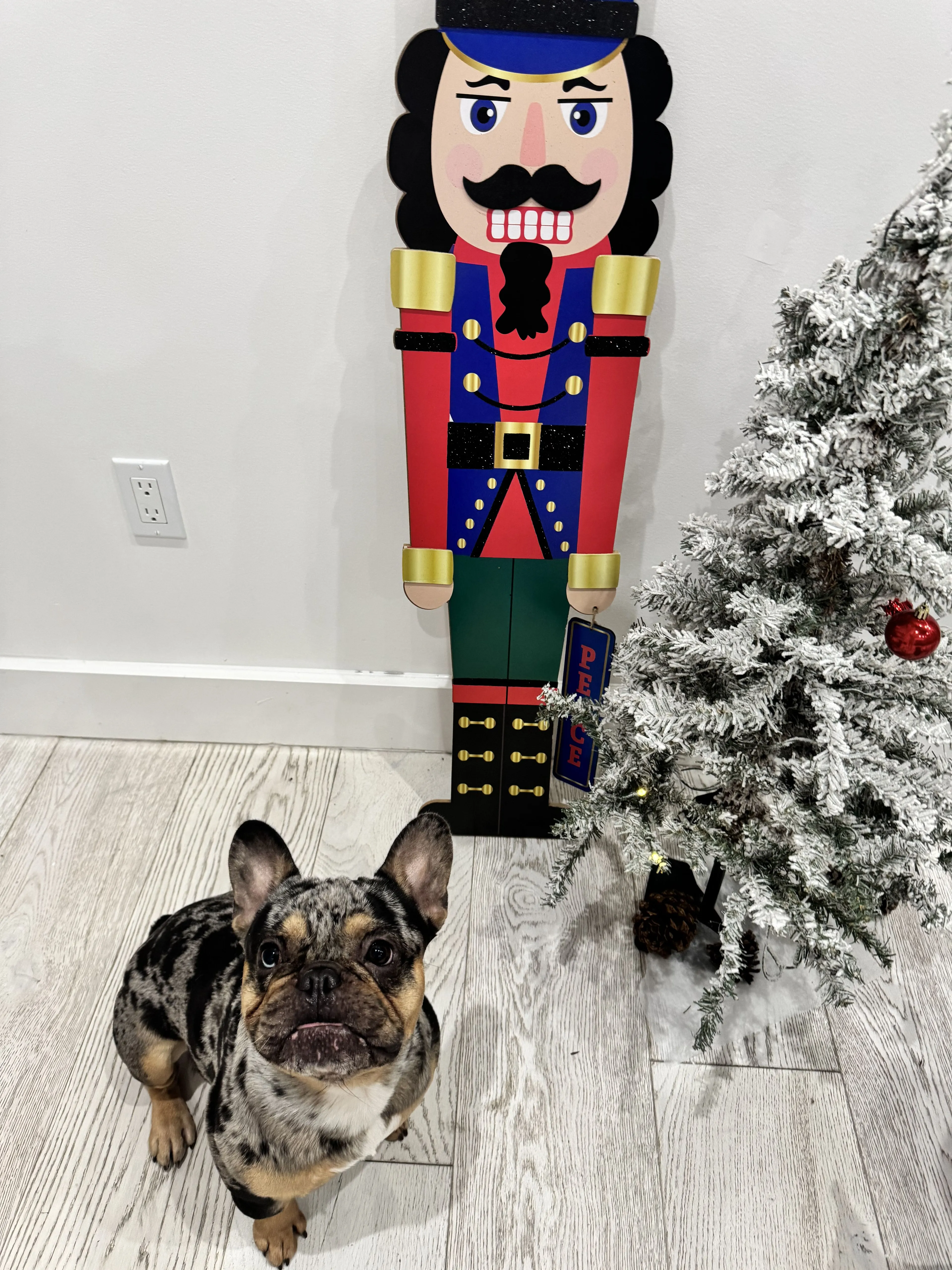 Lost pet-1