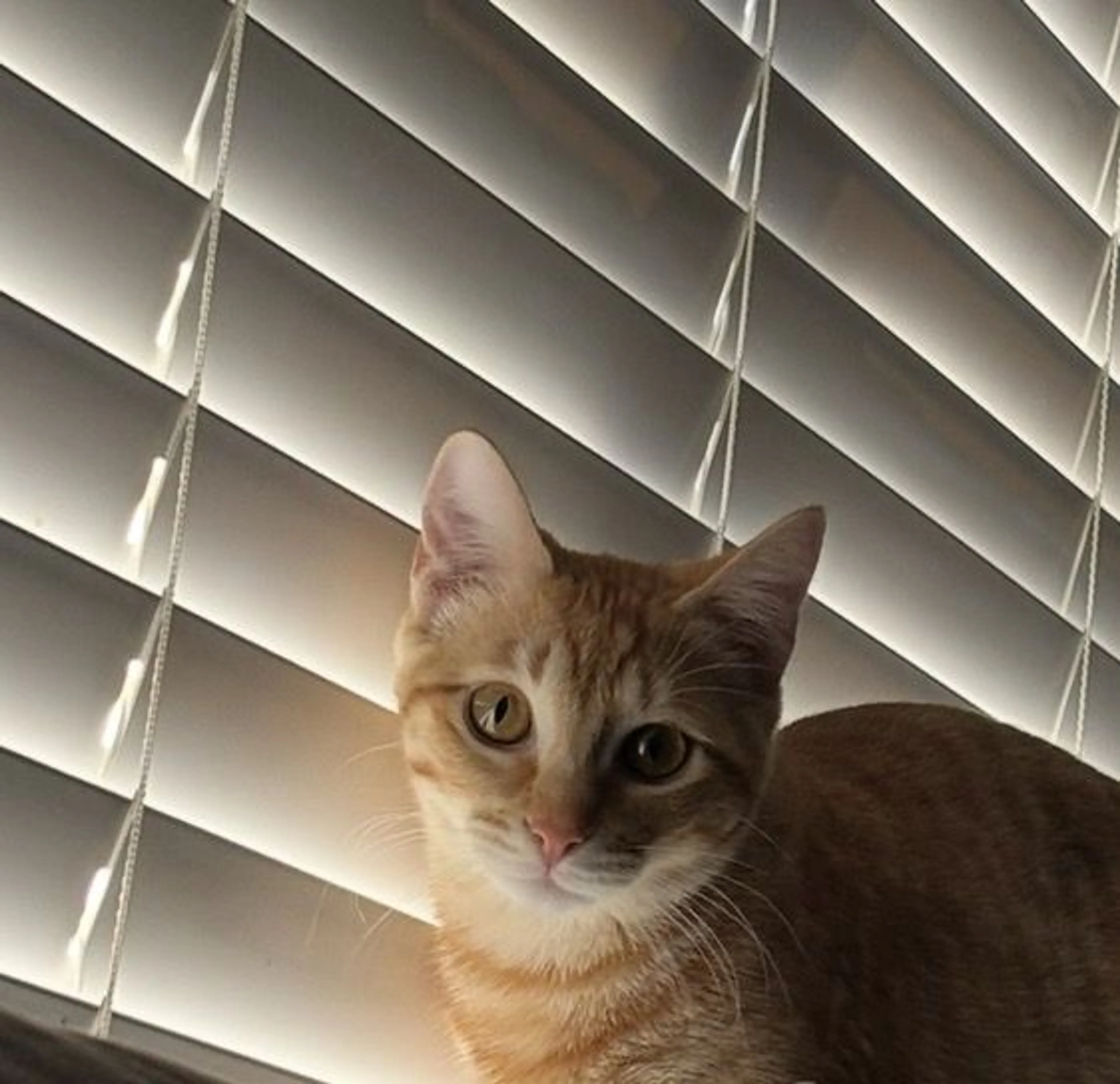 Lost pet