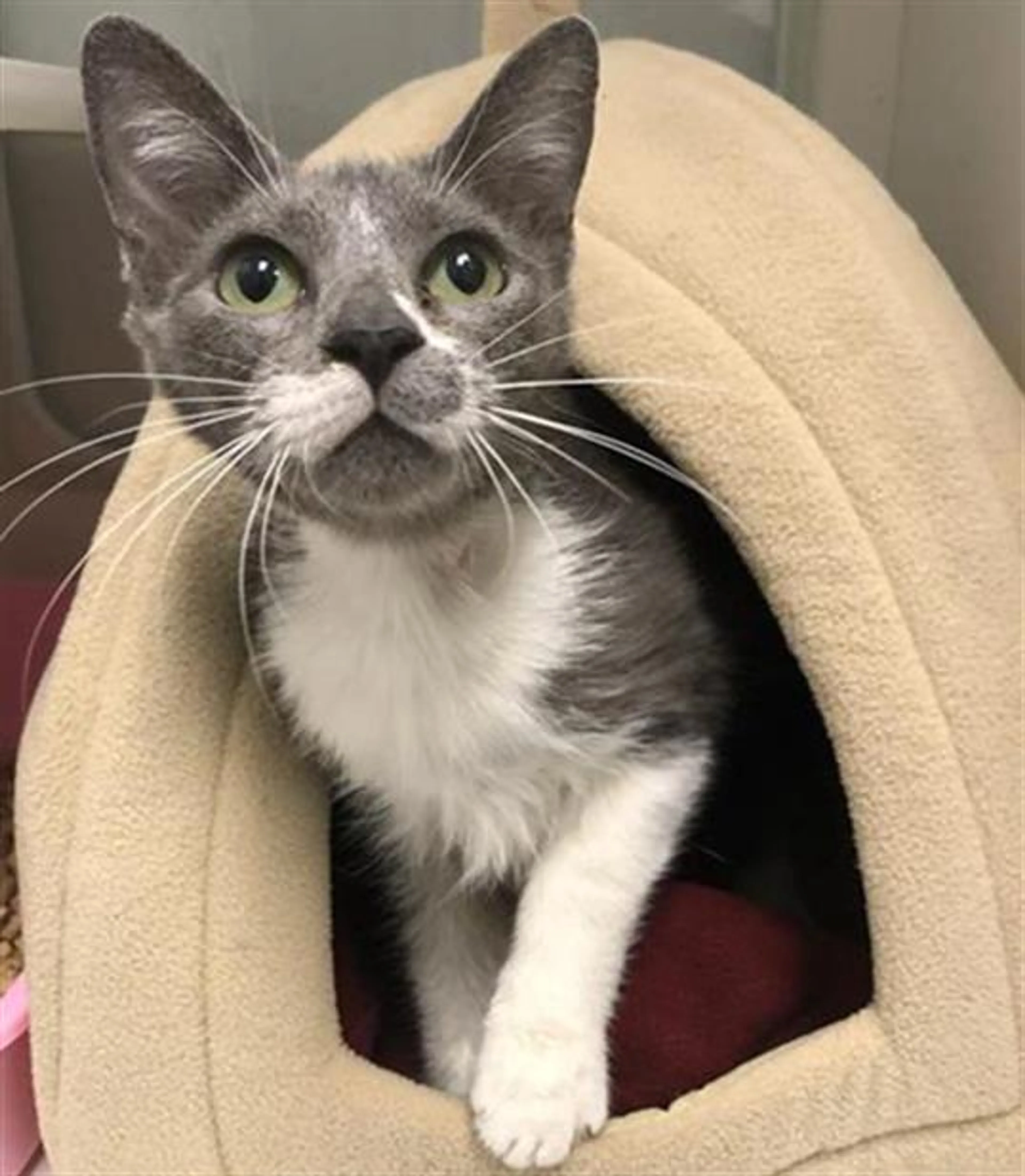 Found pet