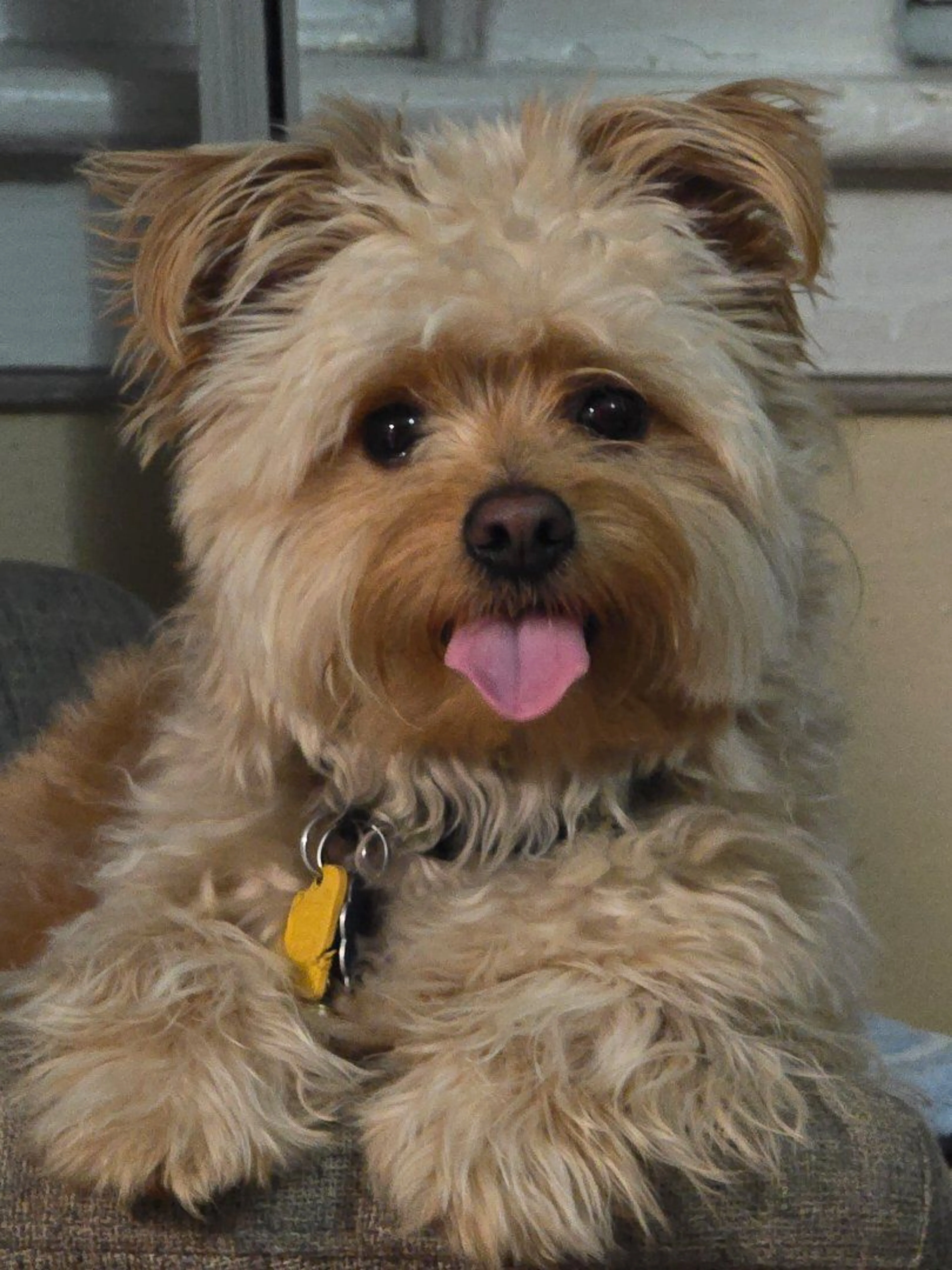 Lost pet
