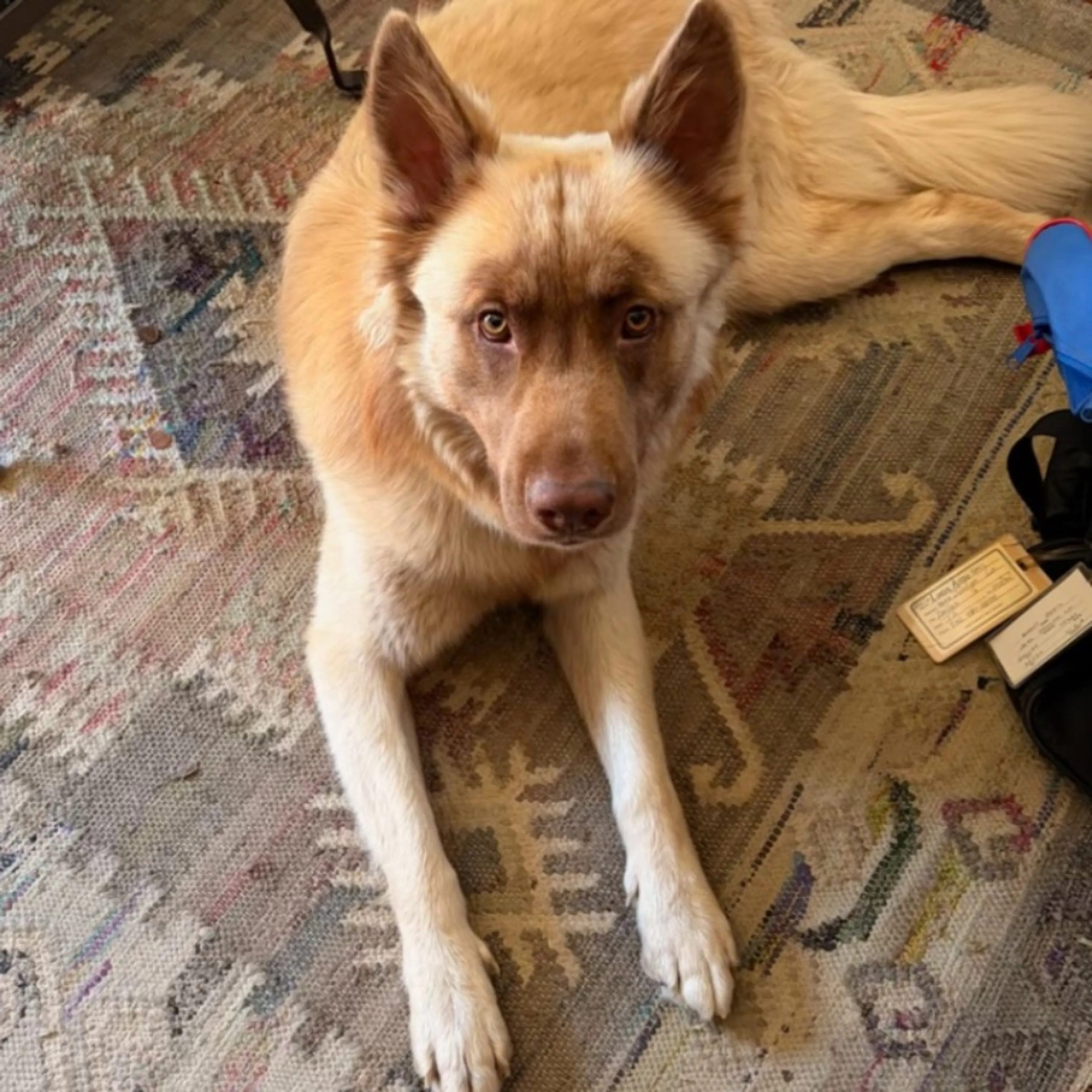 Found pet