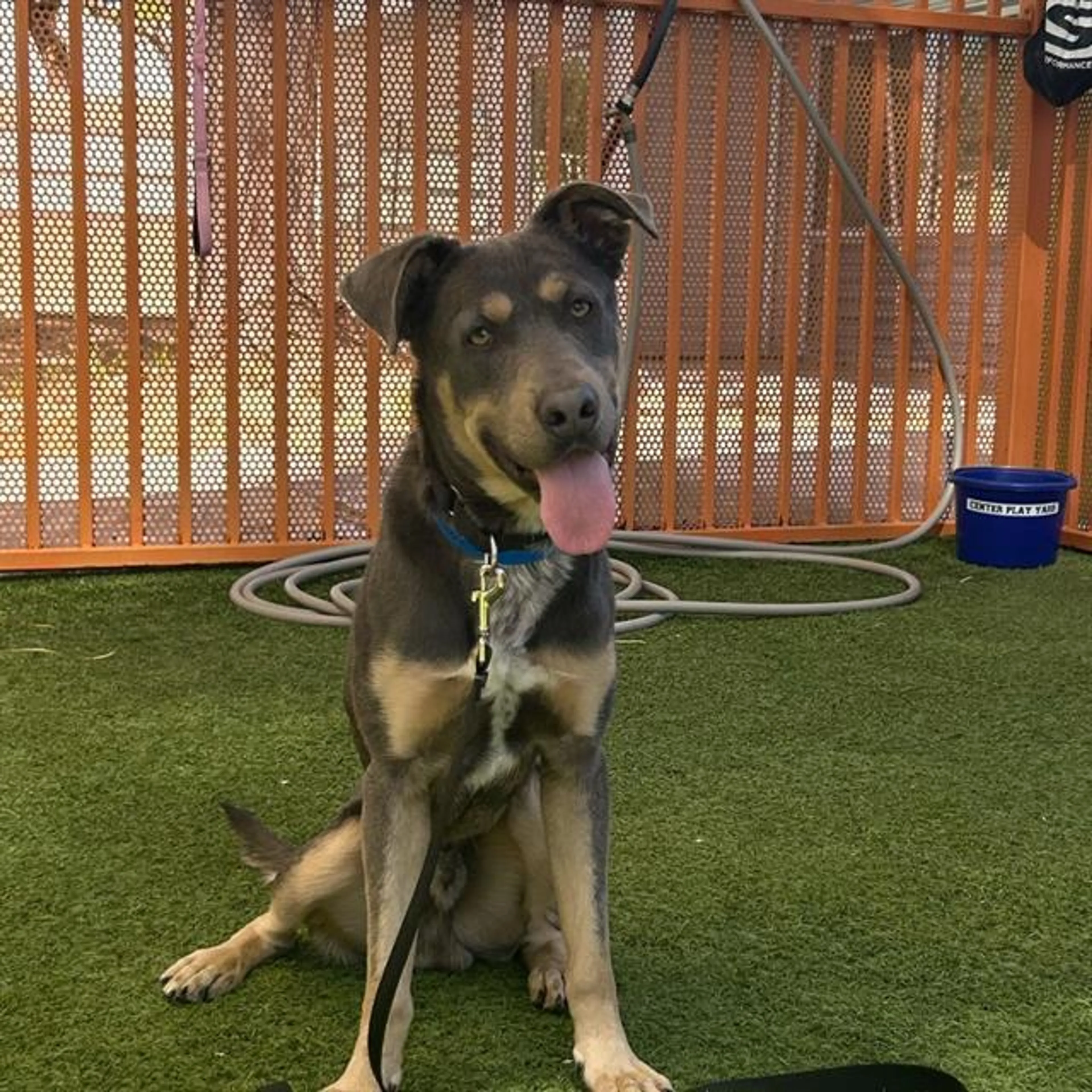Found pet