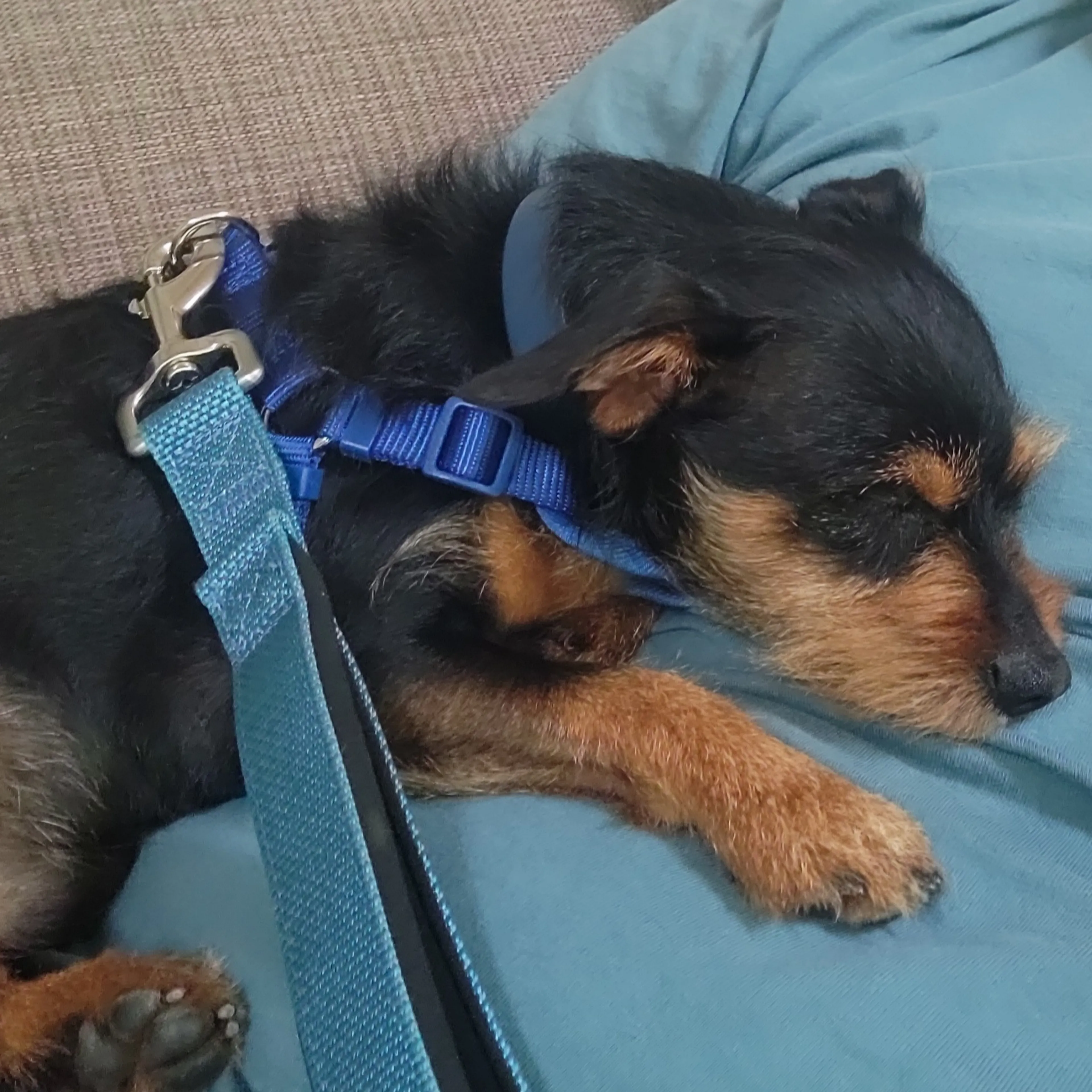 Found pet-1