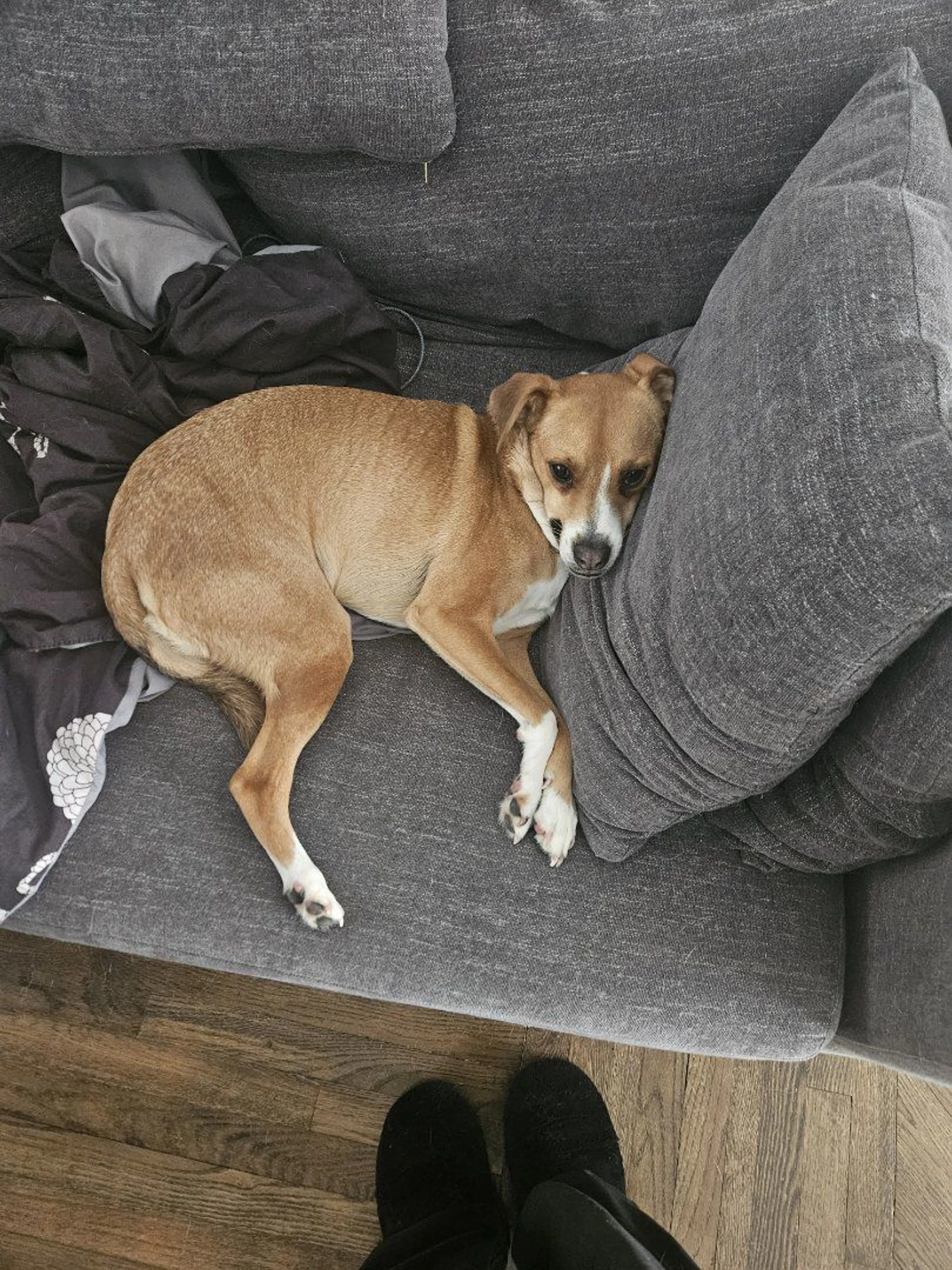 Lost pet-2