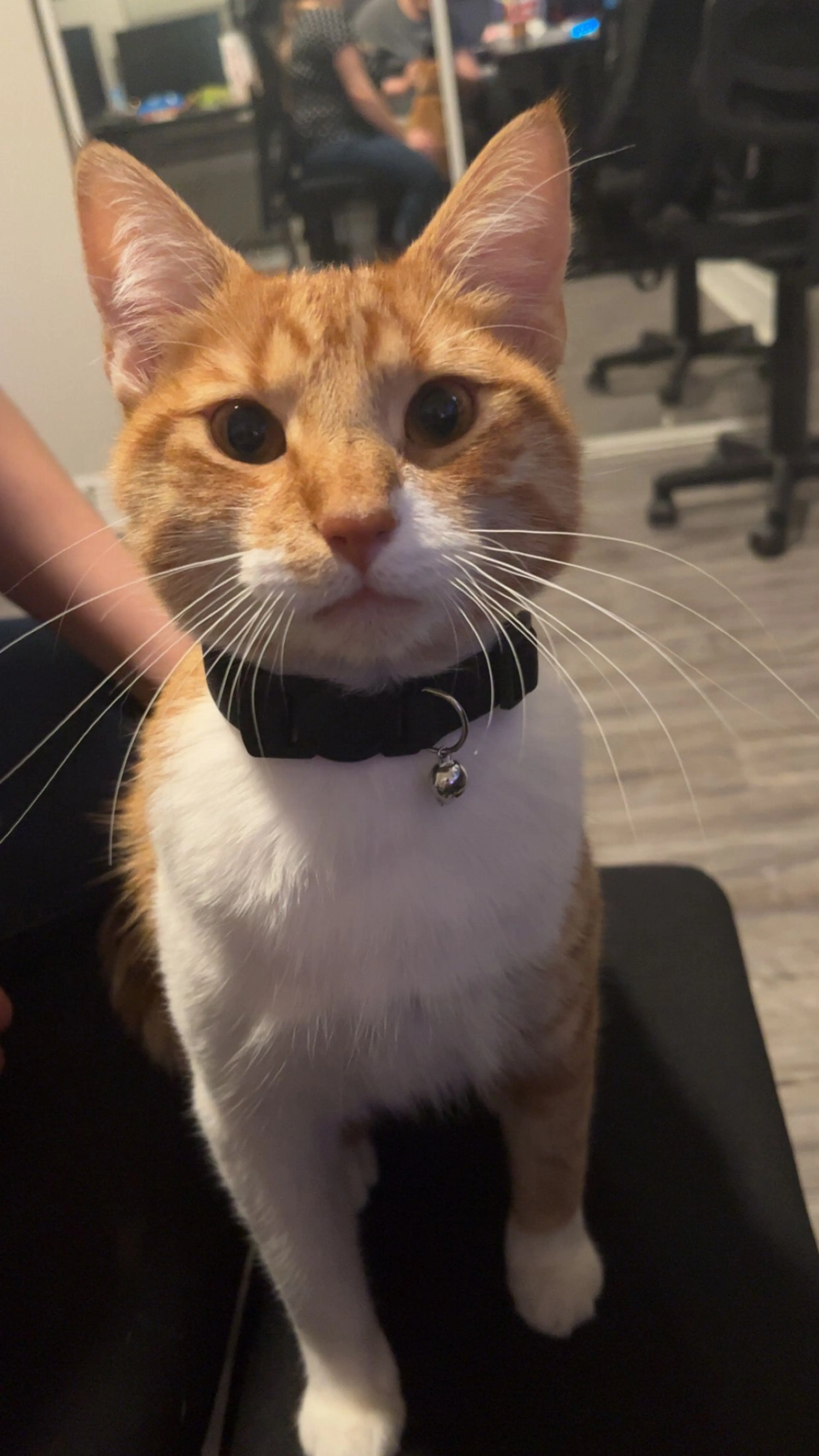 Lost pet-0