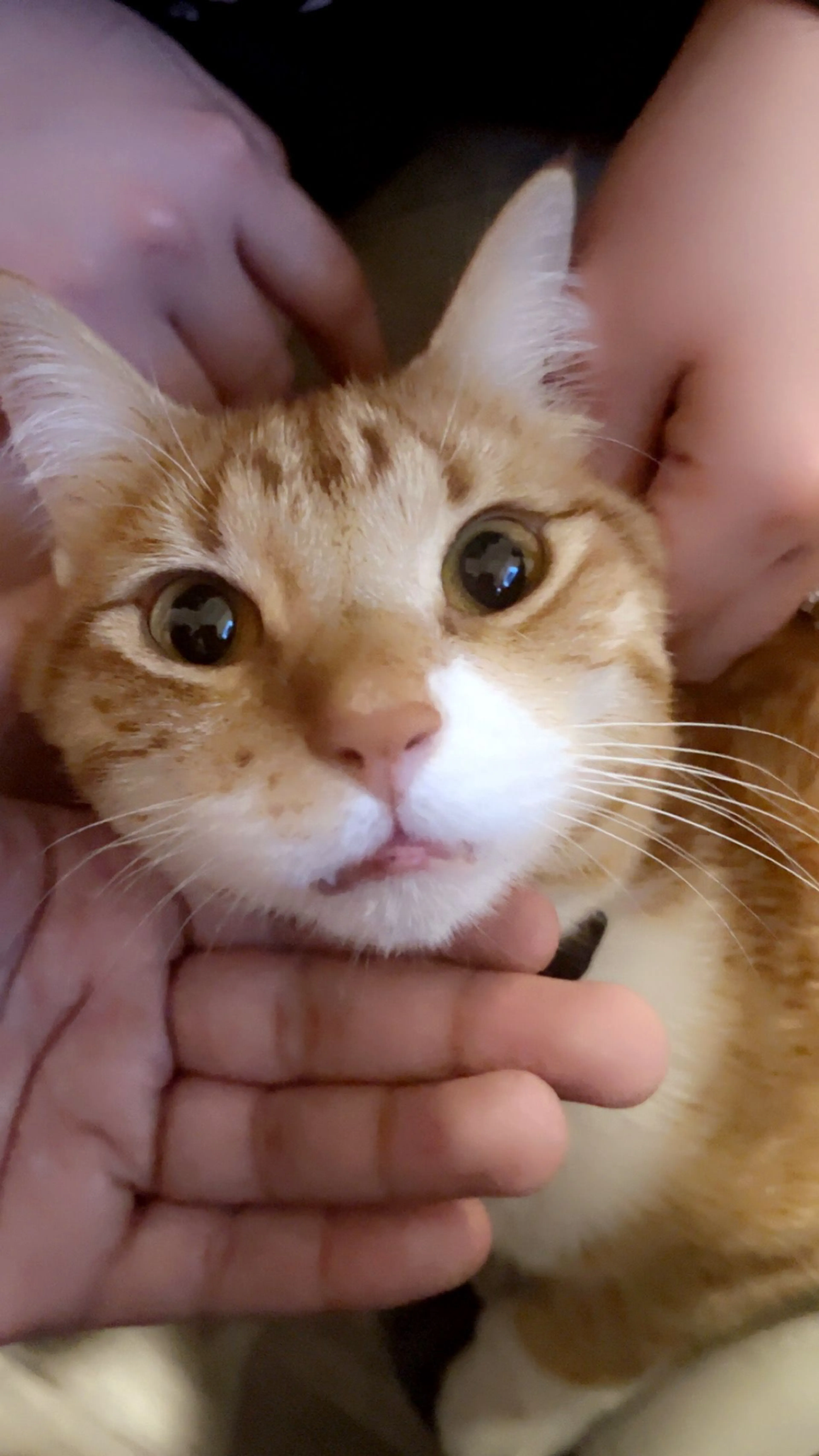 Lost pet-1