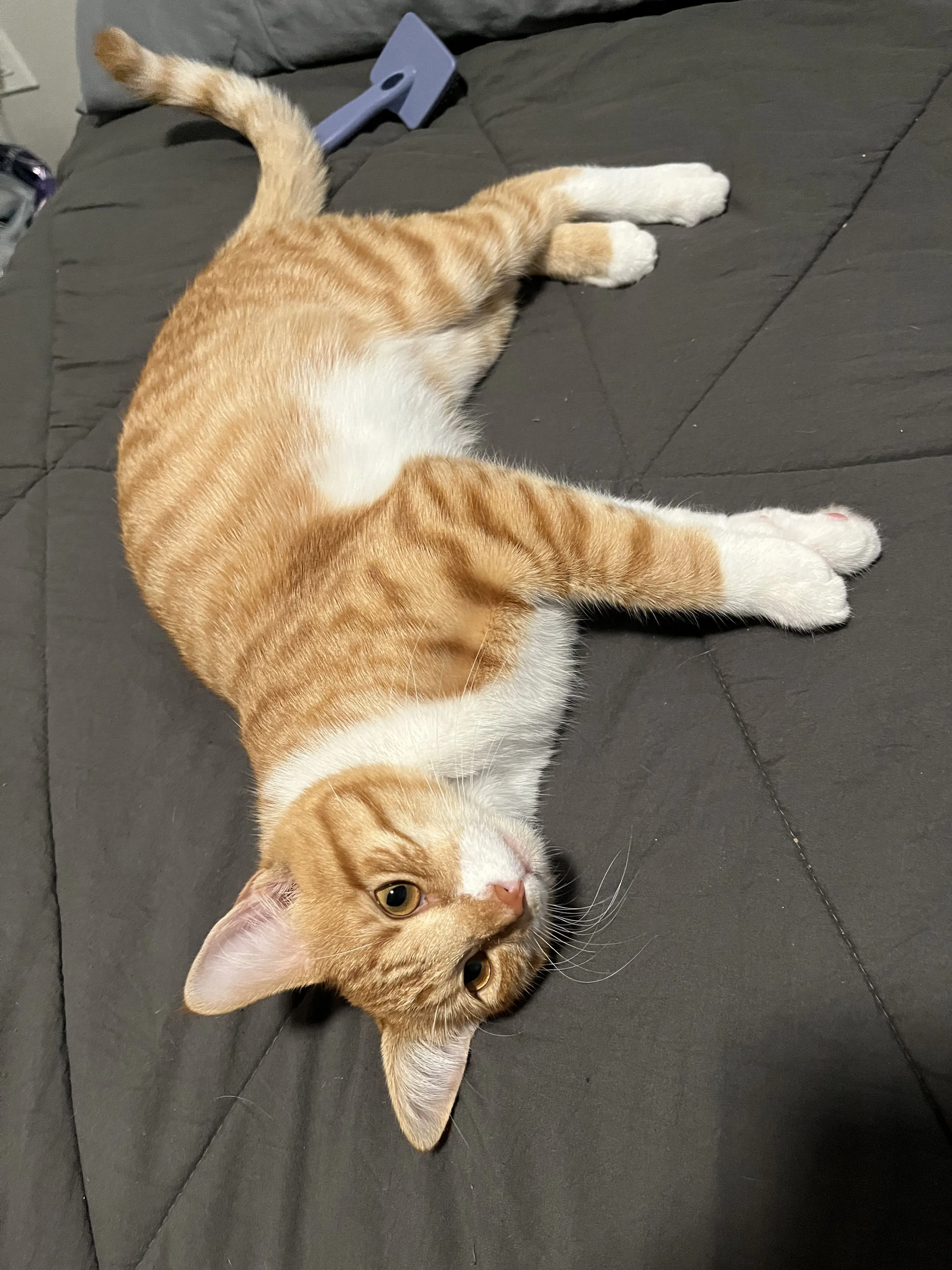Lost pet-2