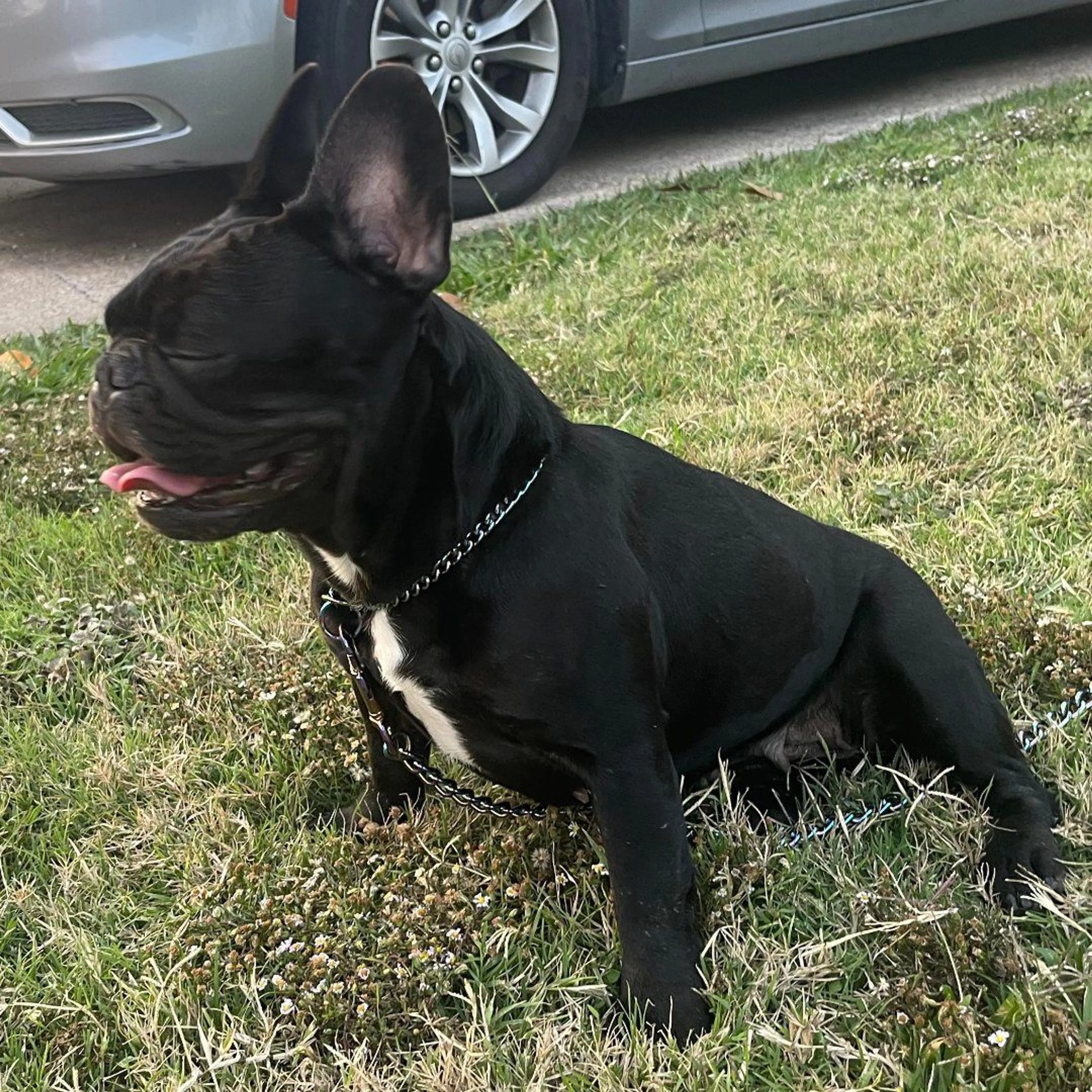 Lost pet-1