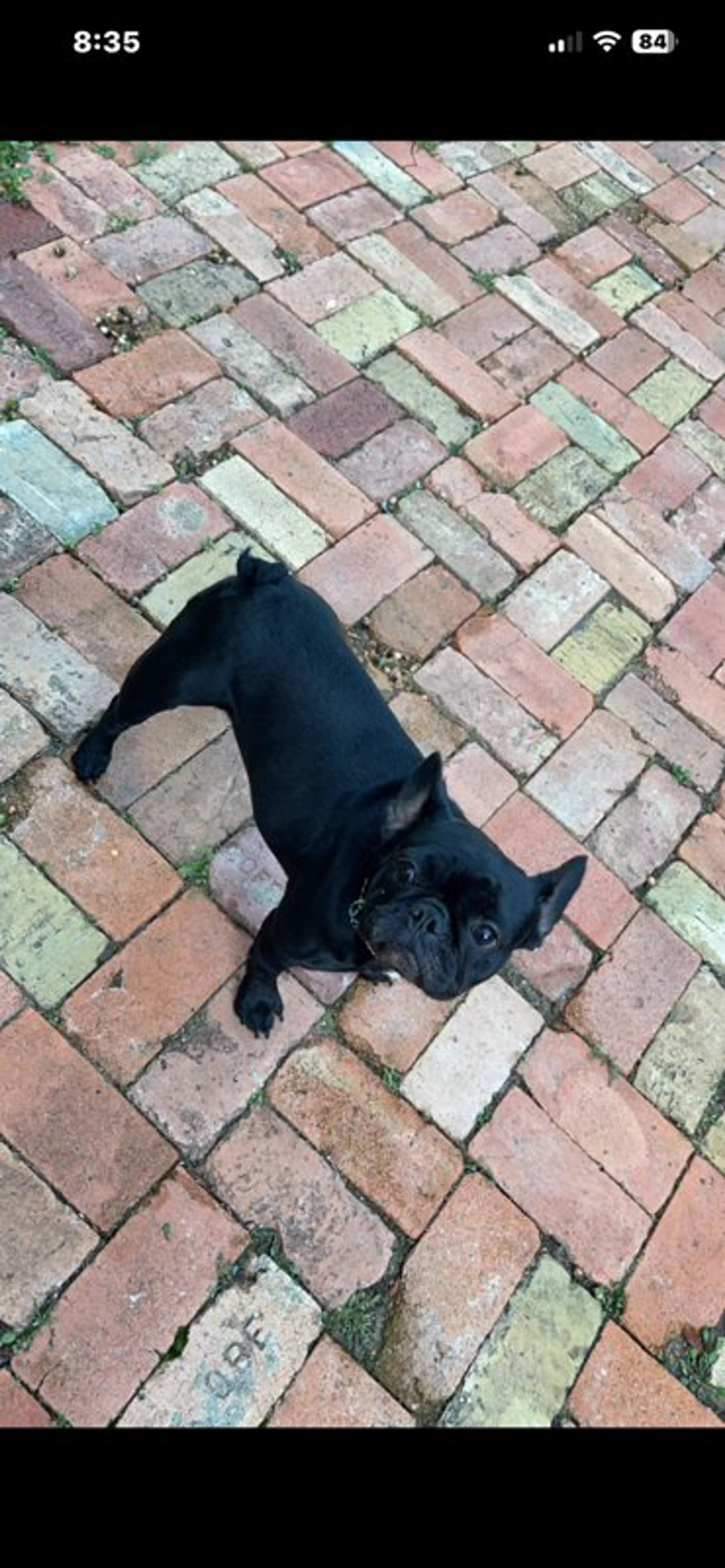 Lost pet-0
