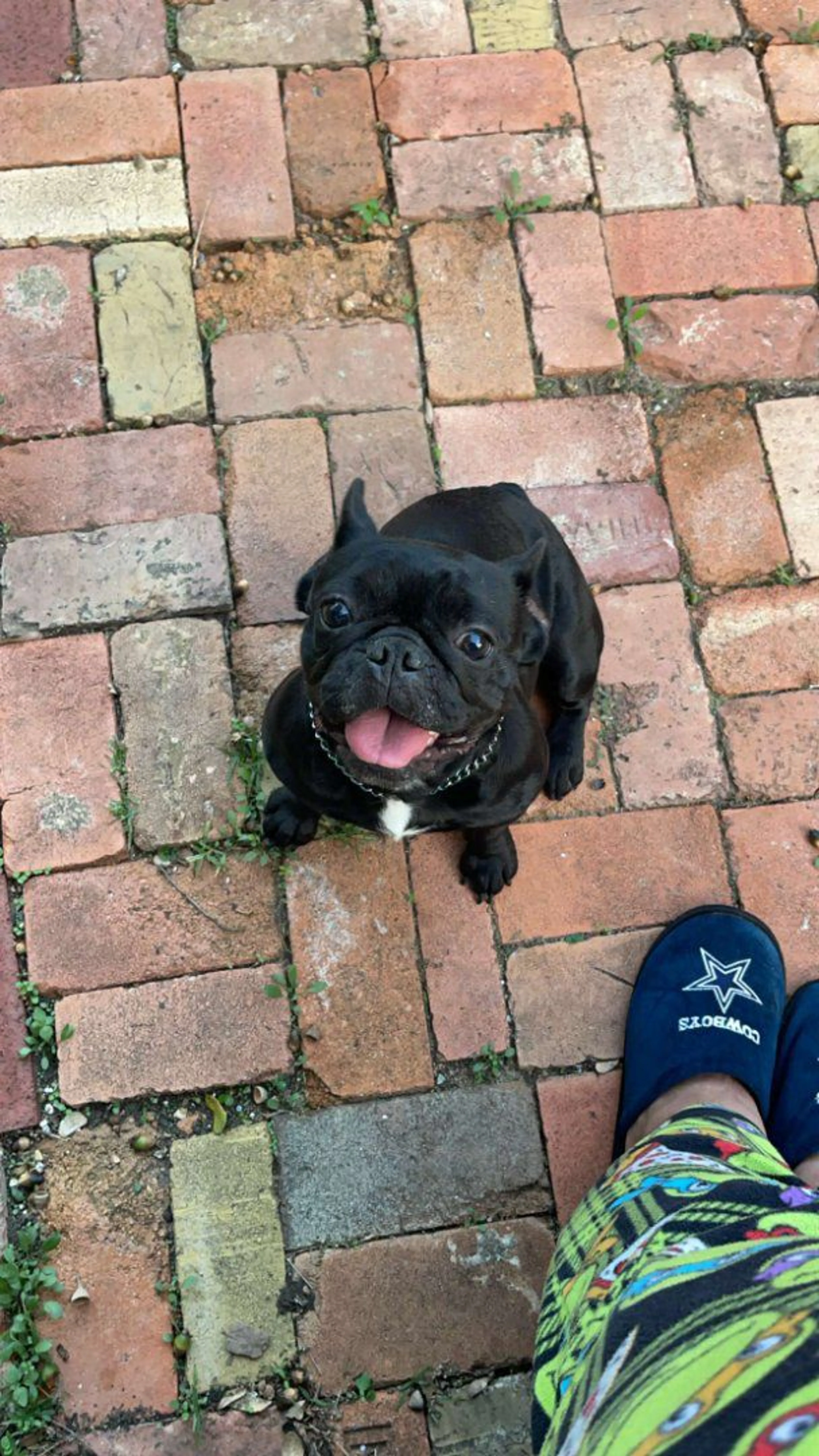 Lost pet-2