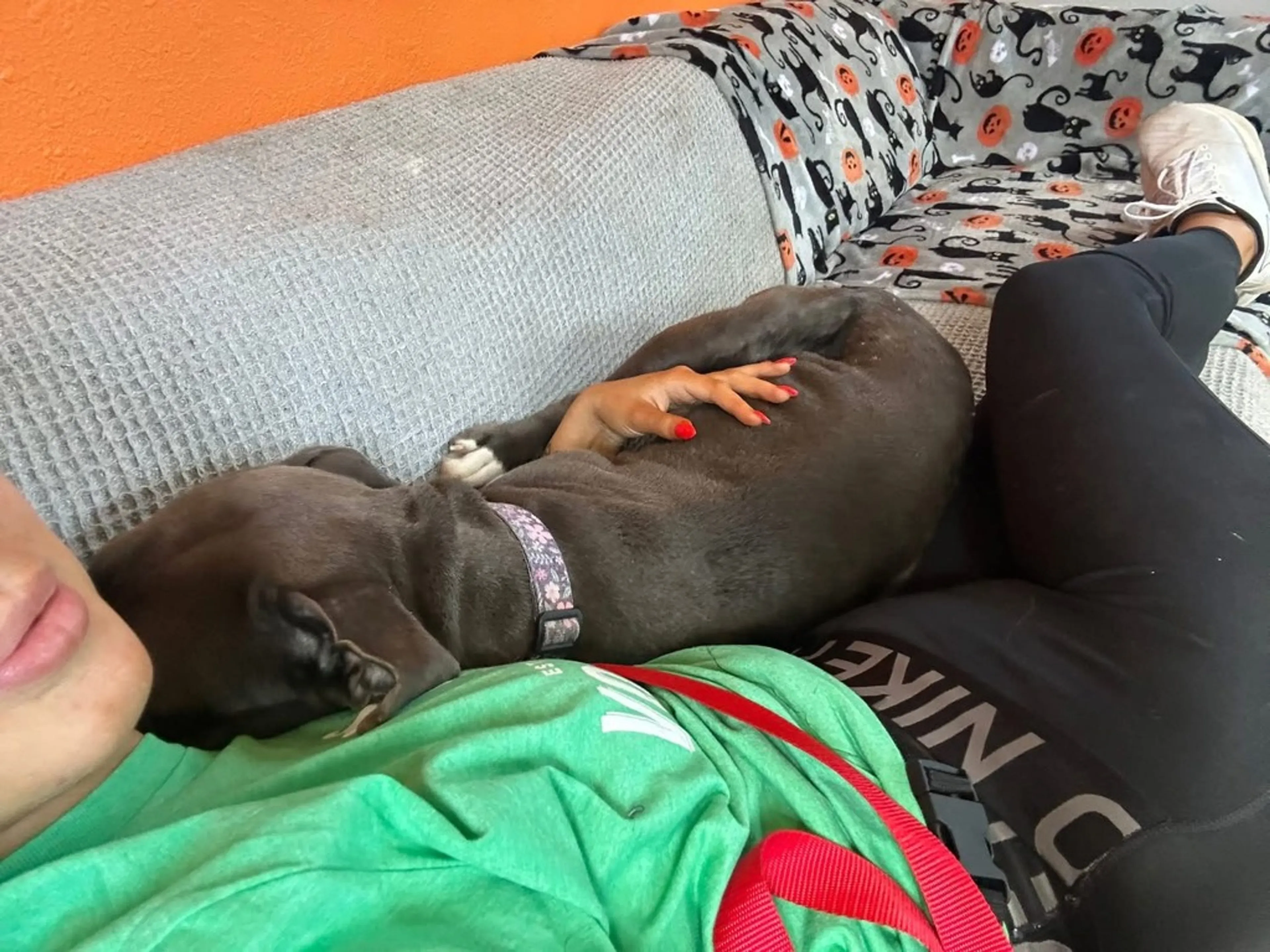 Found pet-1