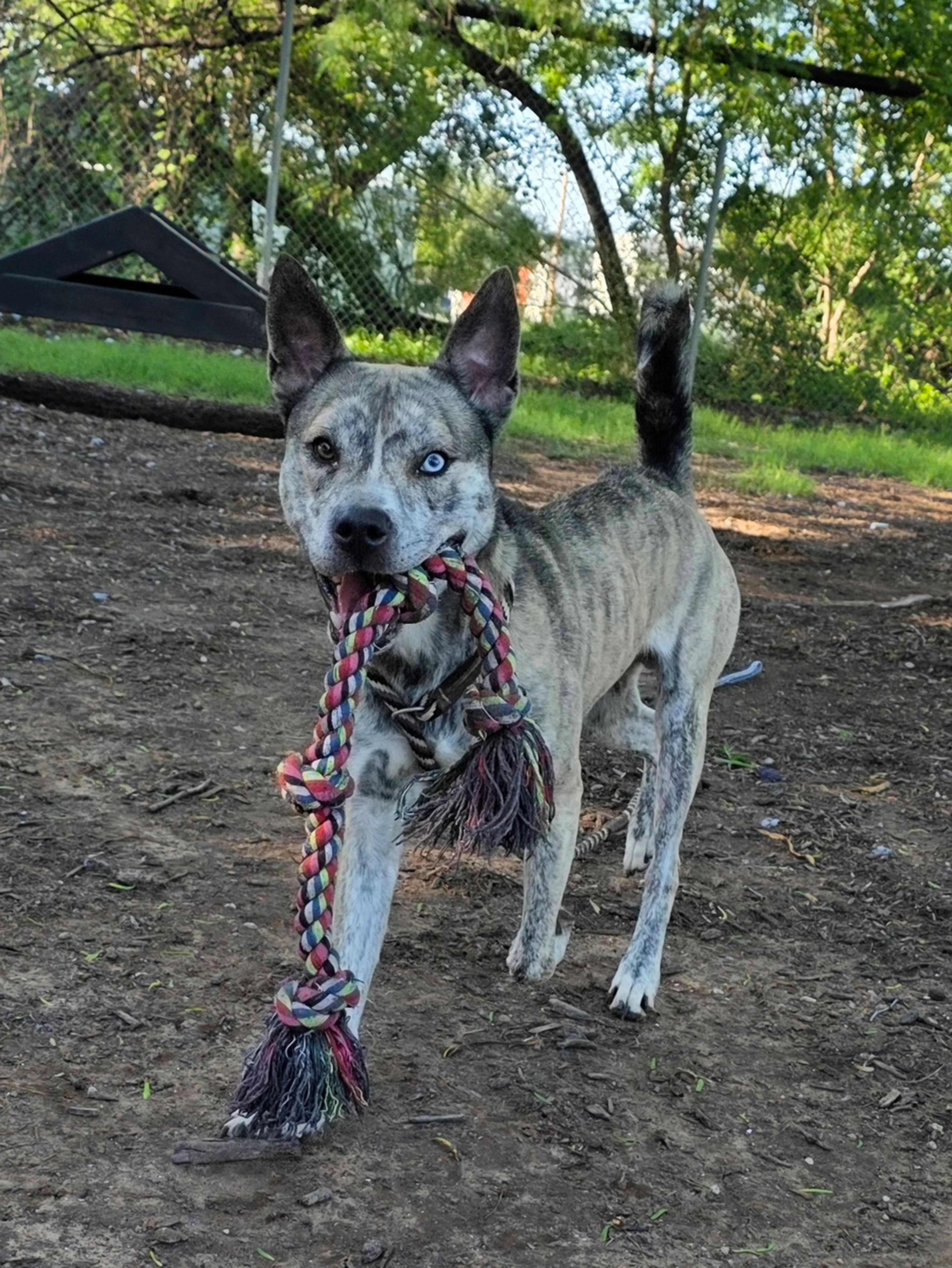 Found pet-1