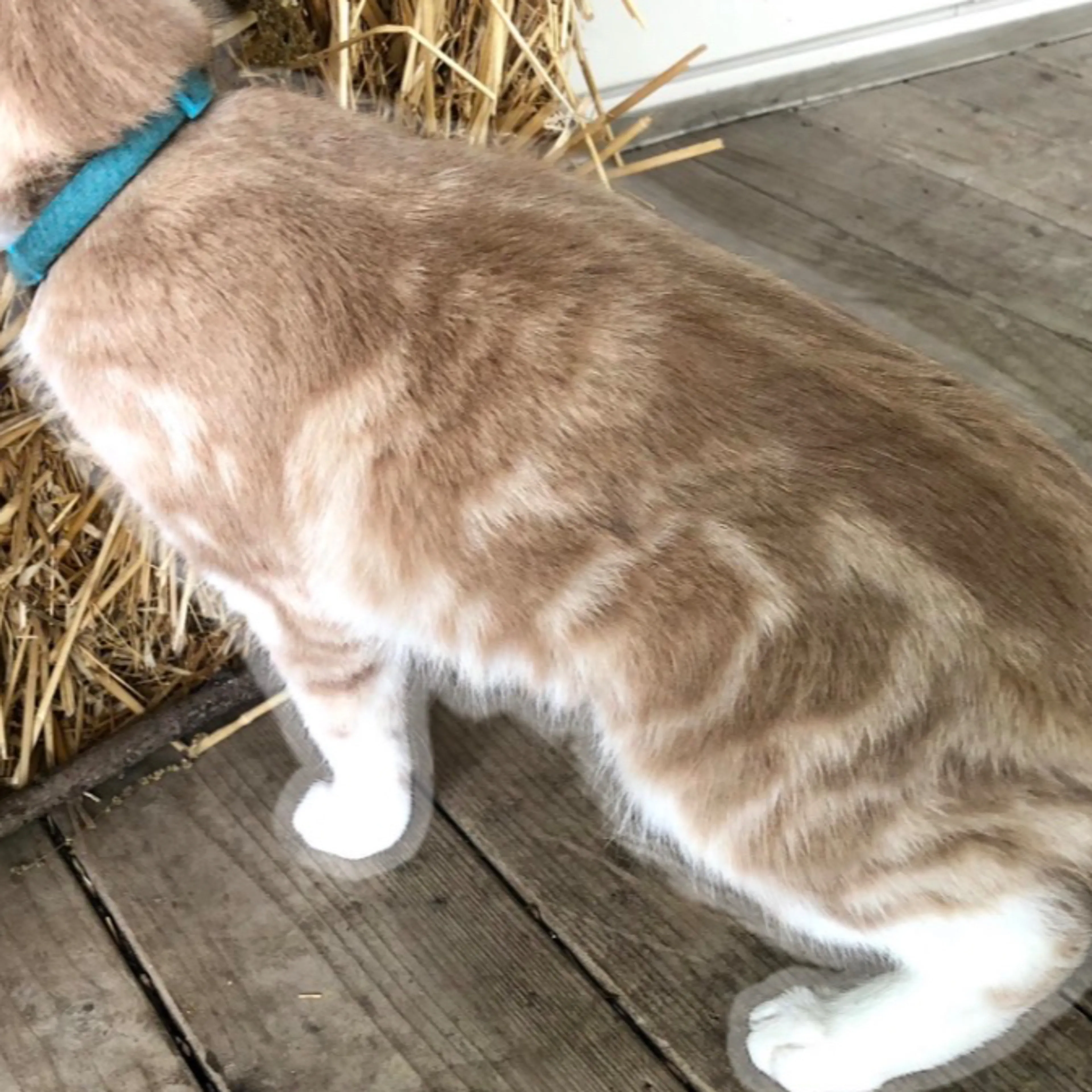 Lost pet-2
