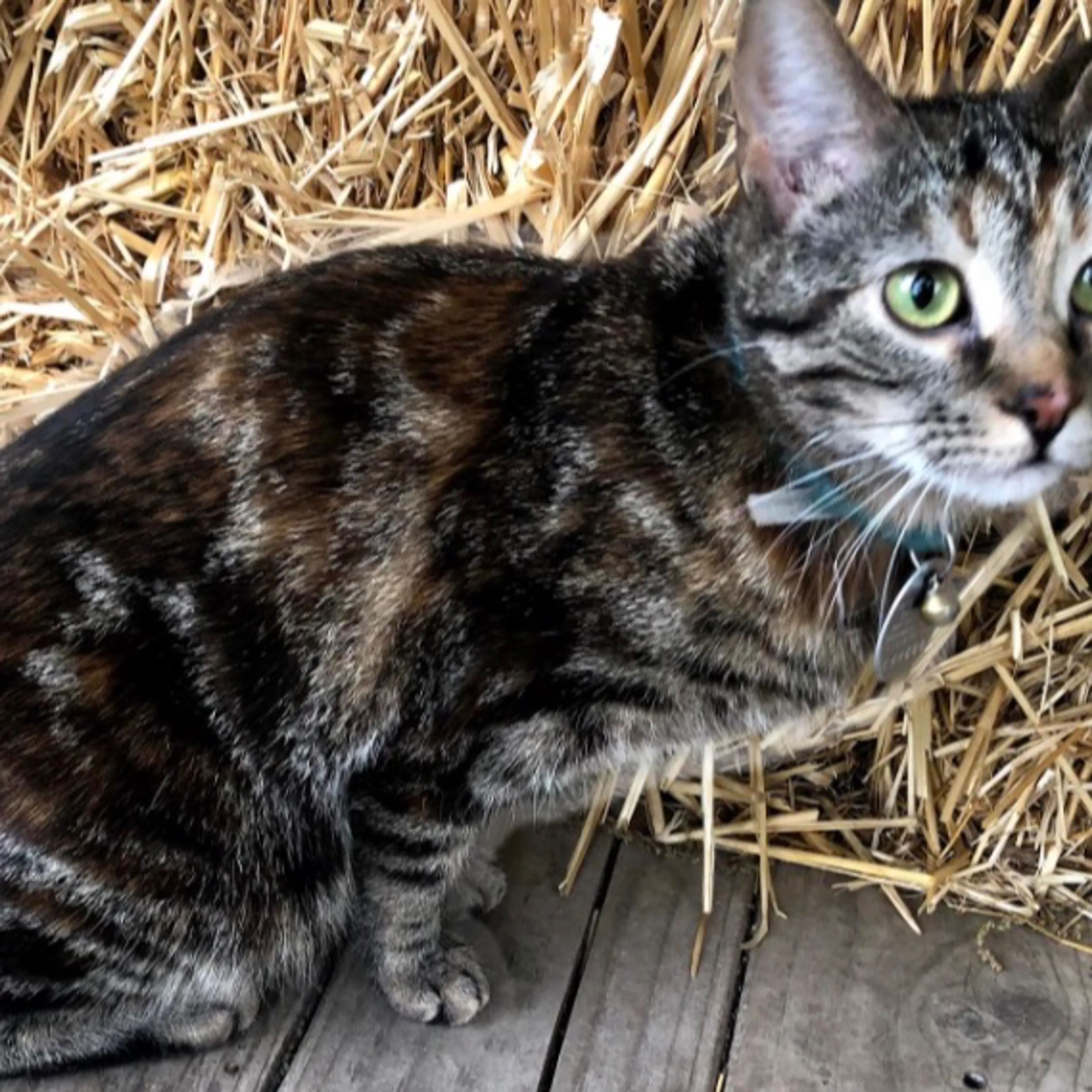 Lost pet-1