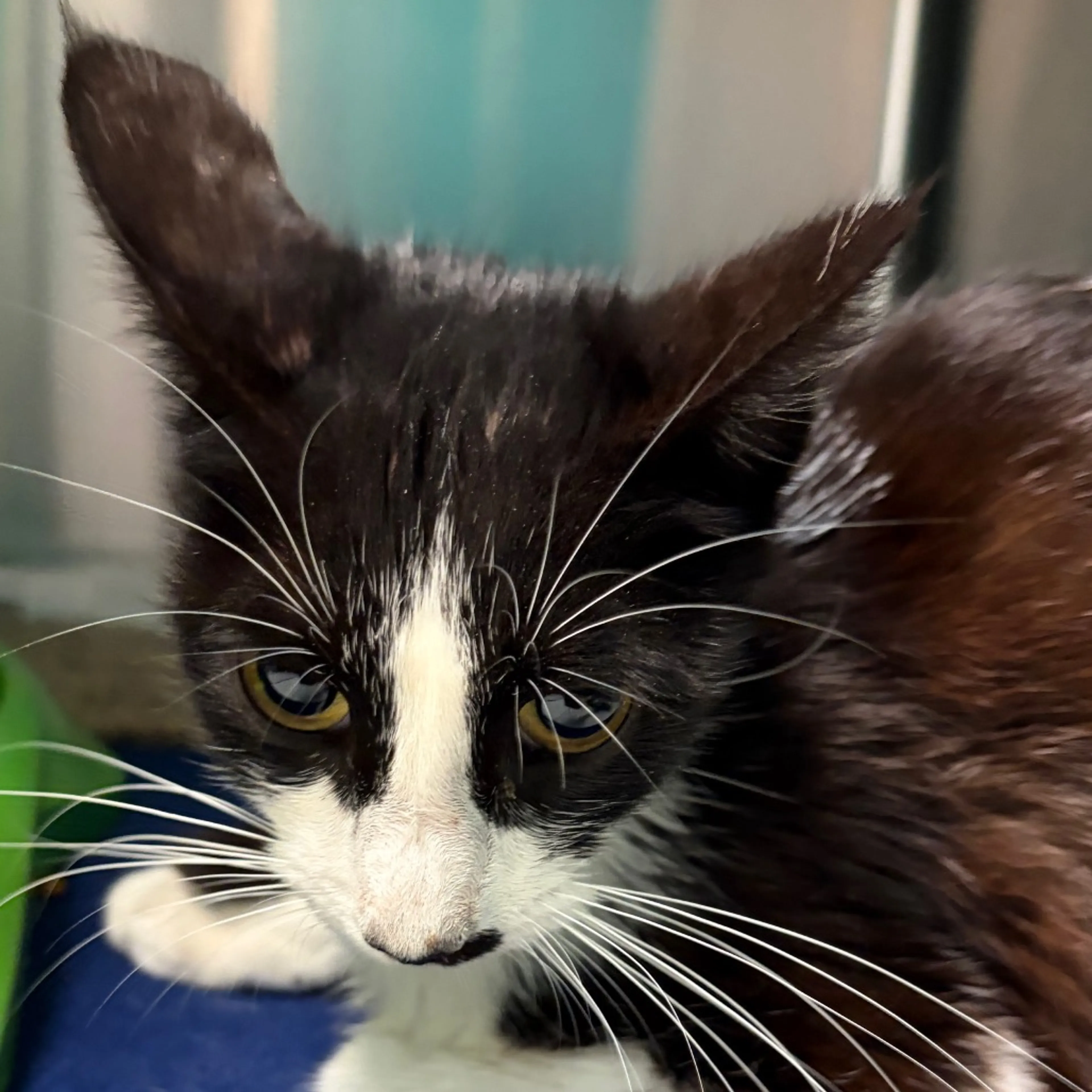 Found pet